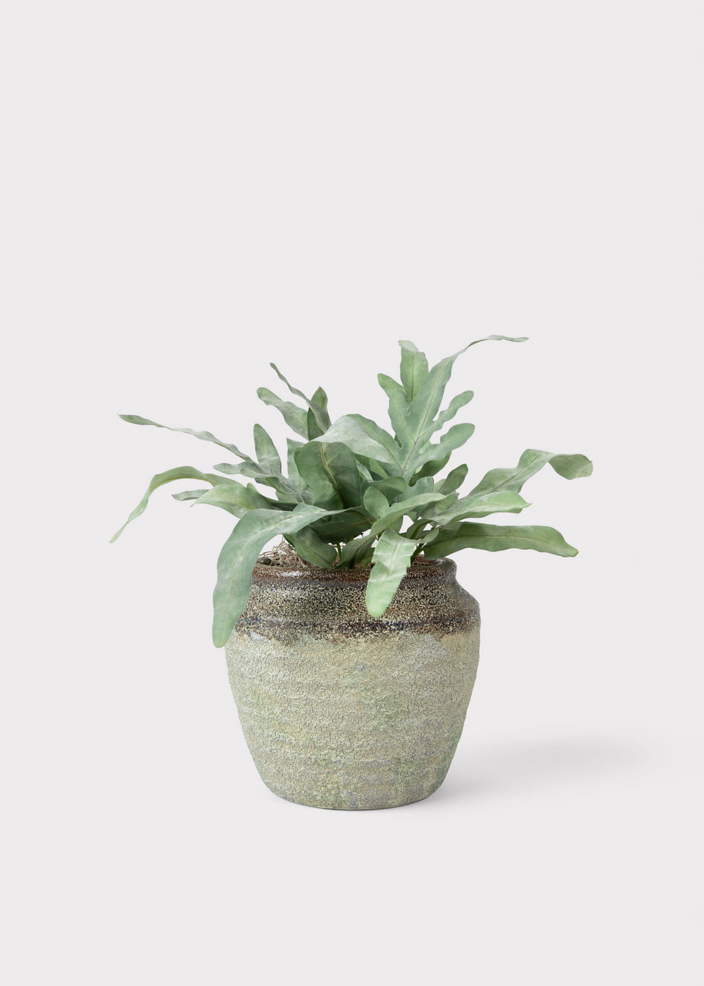 Echeveria Drop-In in Earthy Pot