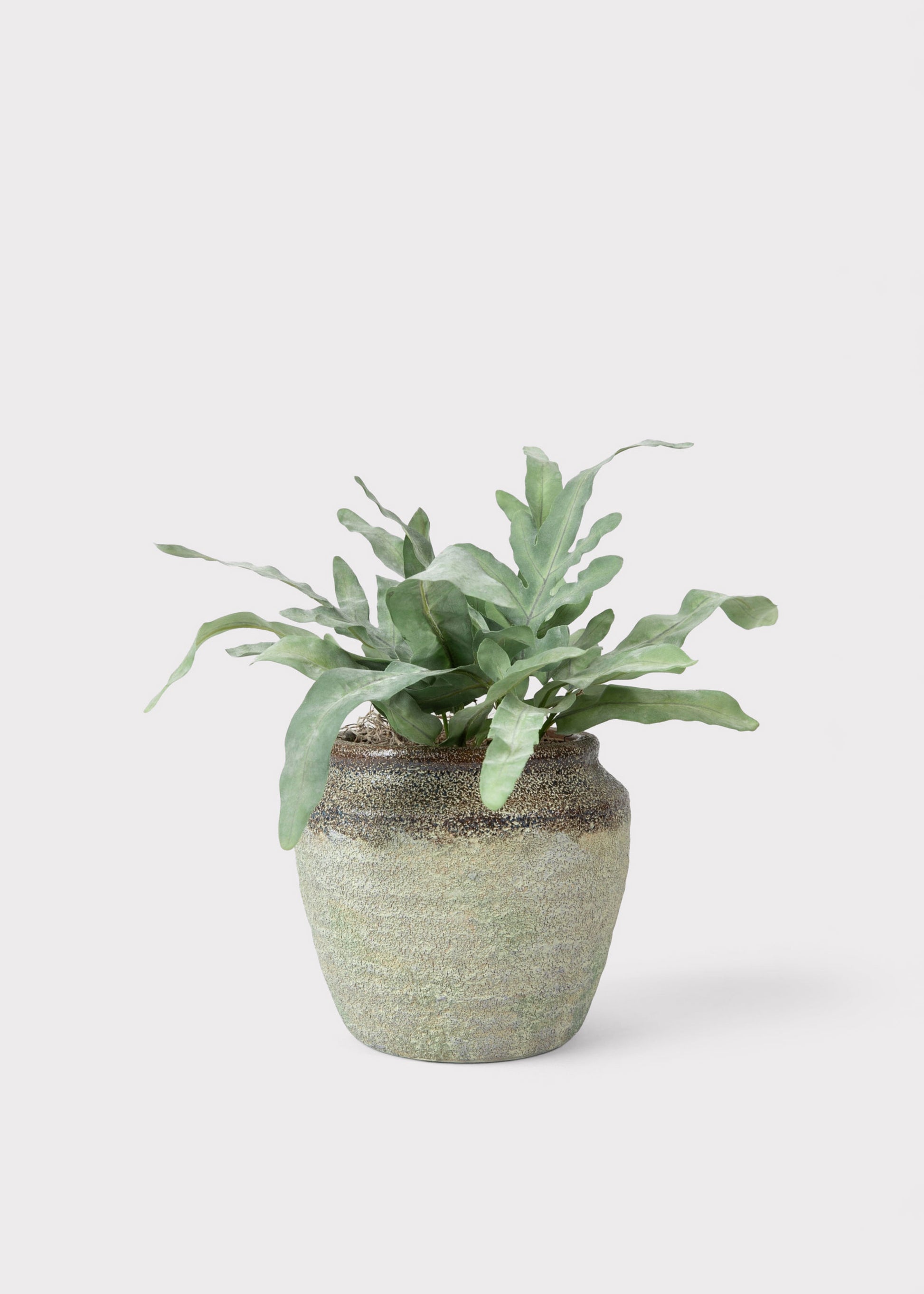 Echeveria Drop-In in Earthy Pot