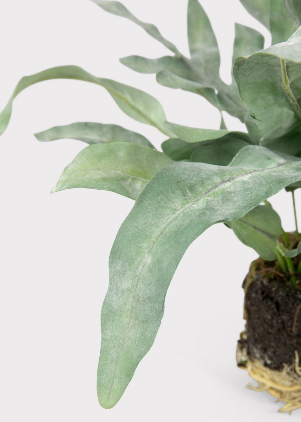 Close-up of Artificial Echeveria Fern 