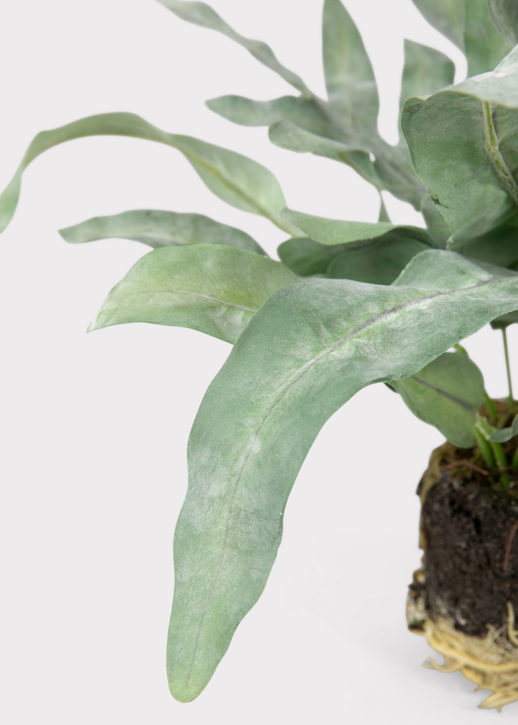 Close-up of Artificial Echeveria Fern 