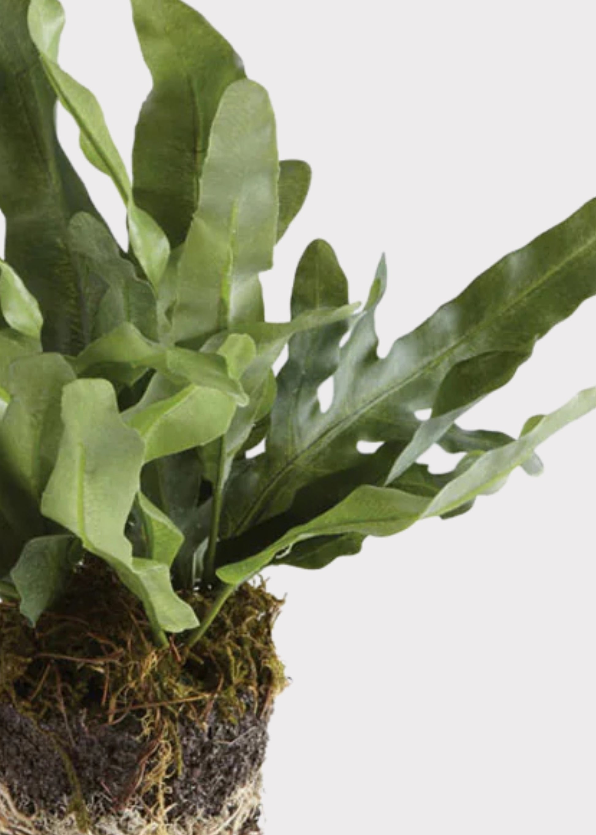 A close-up of a green artificial plant with a visible root ball in sphagnum moss, set against a plain white background.