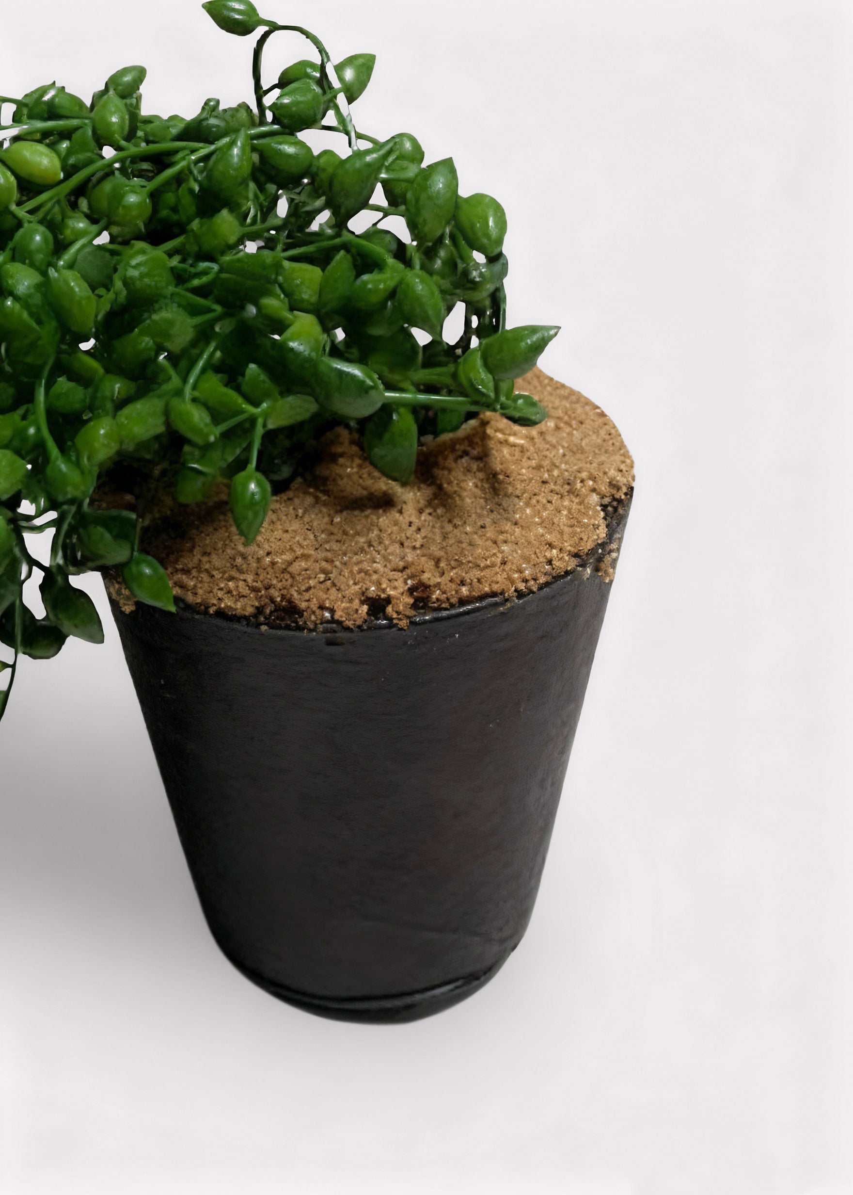 close-up of potted string of pearl in a black pot