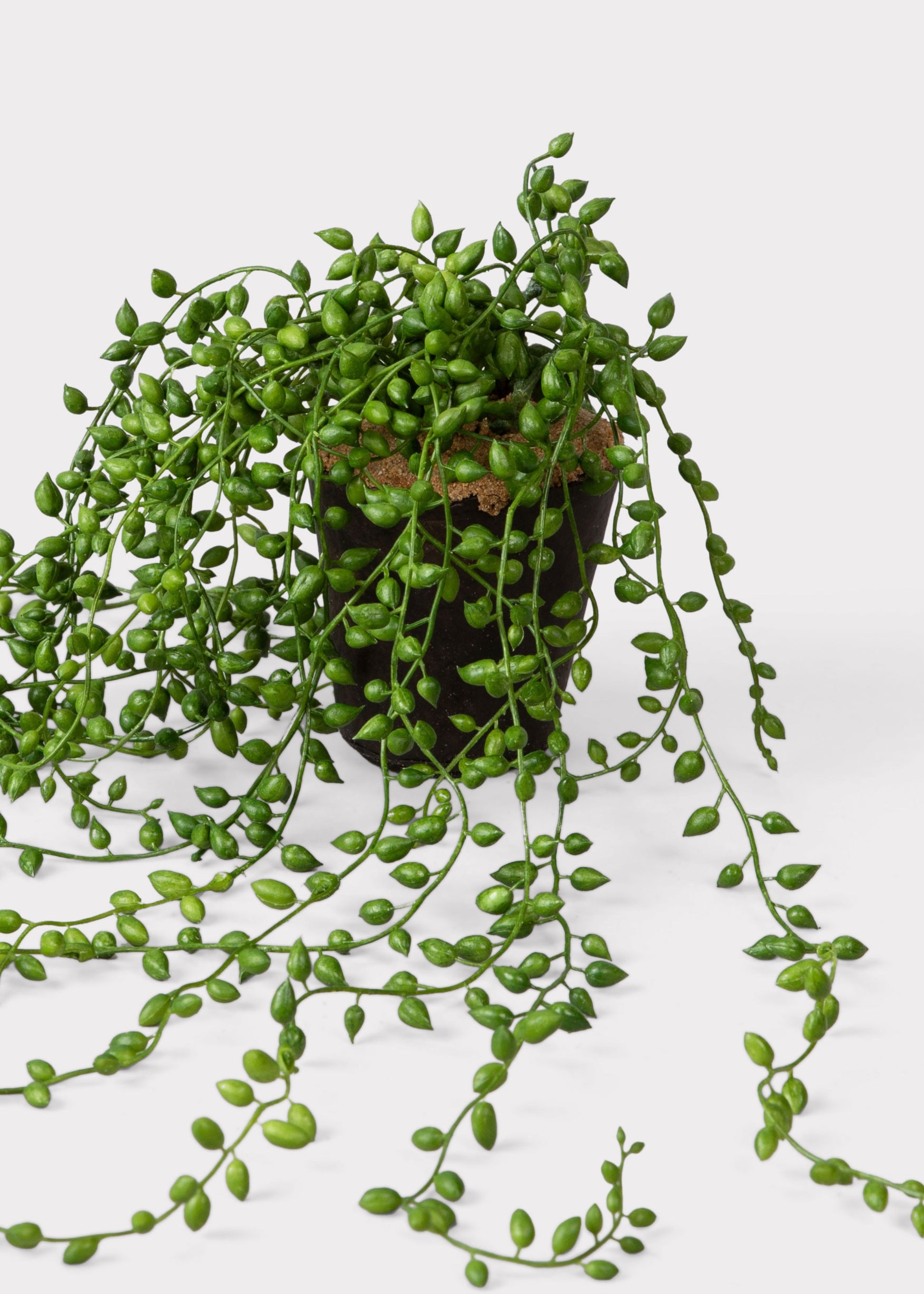 Fake String of Pearls Plant
