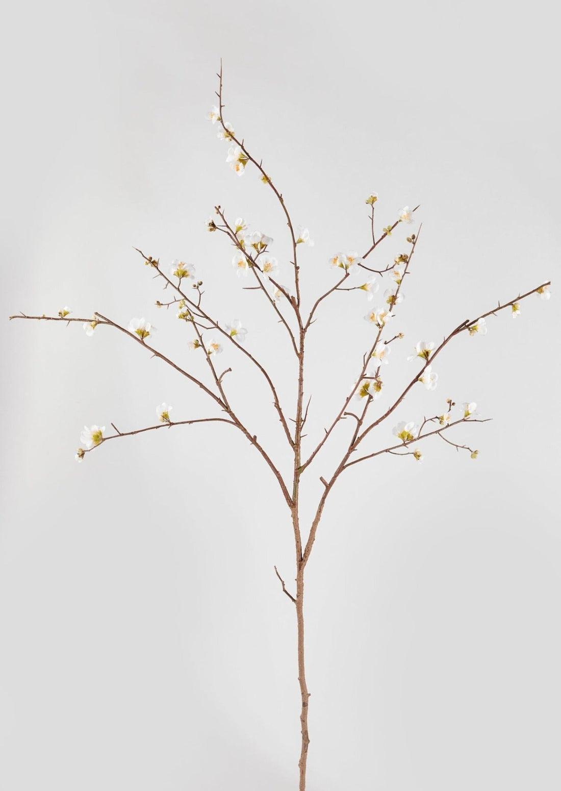 Faux Tall Branches Cream Quince Blossom Branch at afloral