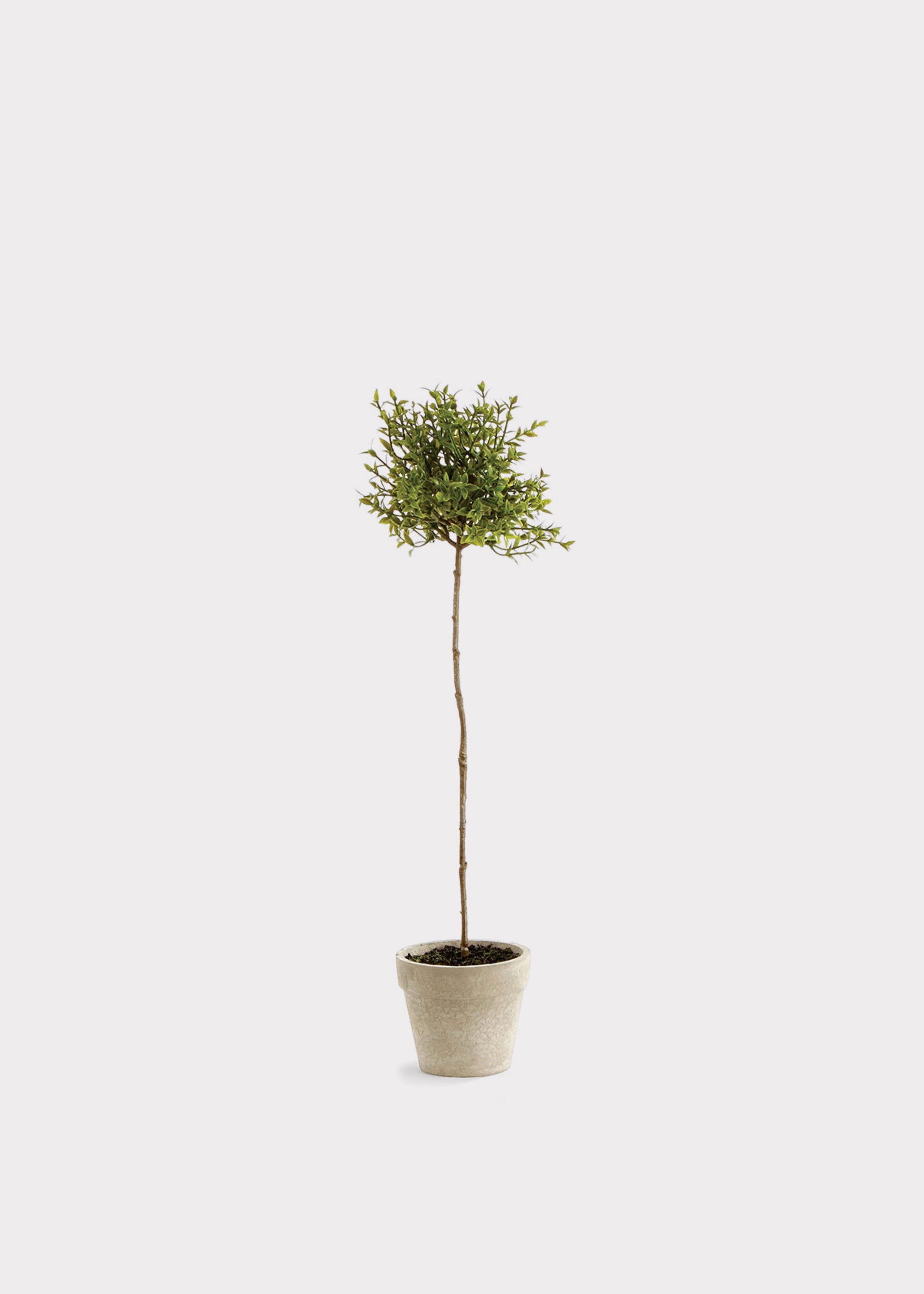 Faux Thyme Herb Topiary Potted Plant