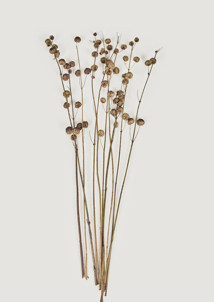 Dried Florals Callicarpa Berry Bundle at Afloral