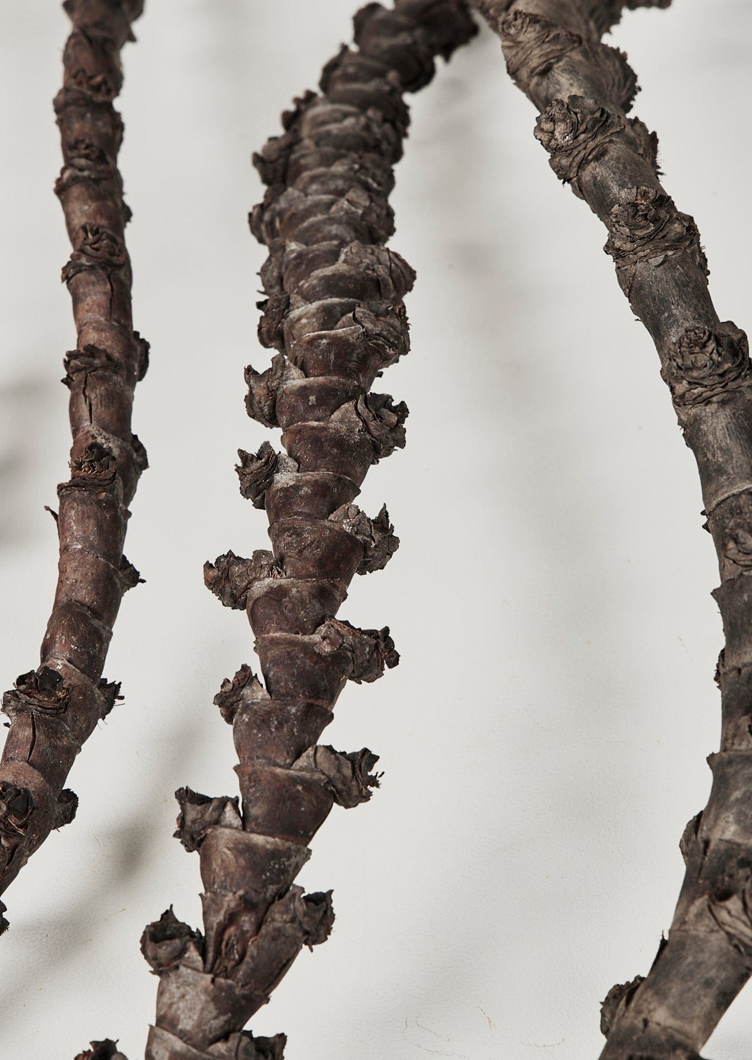 Natural Brown Dried Curled Ladder Branches in Closeup View