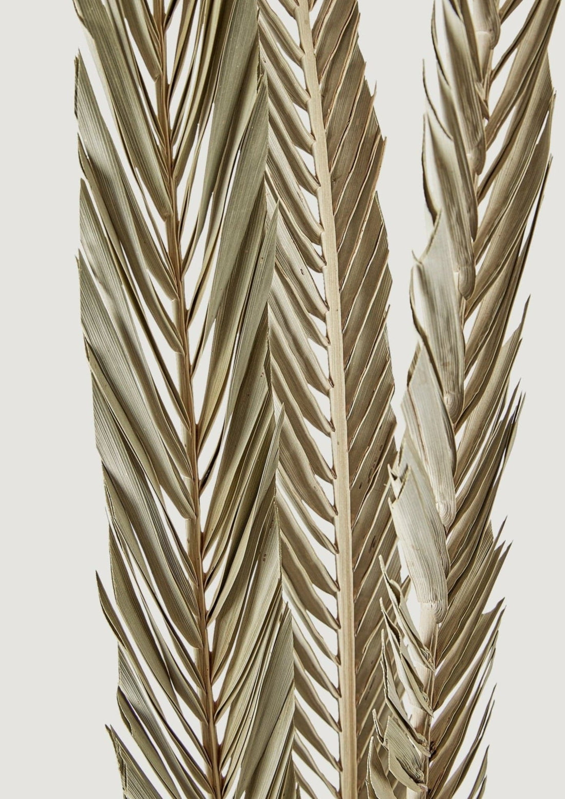 Dried Sword Palm Leaves in Afloral Closeup View