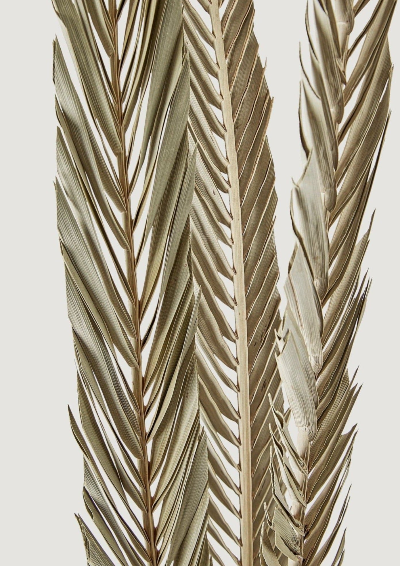 Dried Sword Palm Leaves in Closeup View