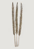 Natural Leaf Accents Dried Sword Palms at afloral