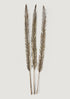Afloral Natural Leaf Accents Dried Sword Palms