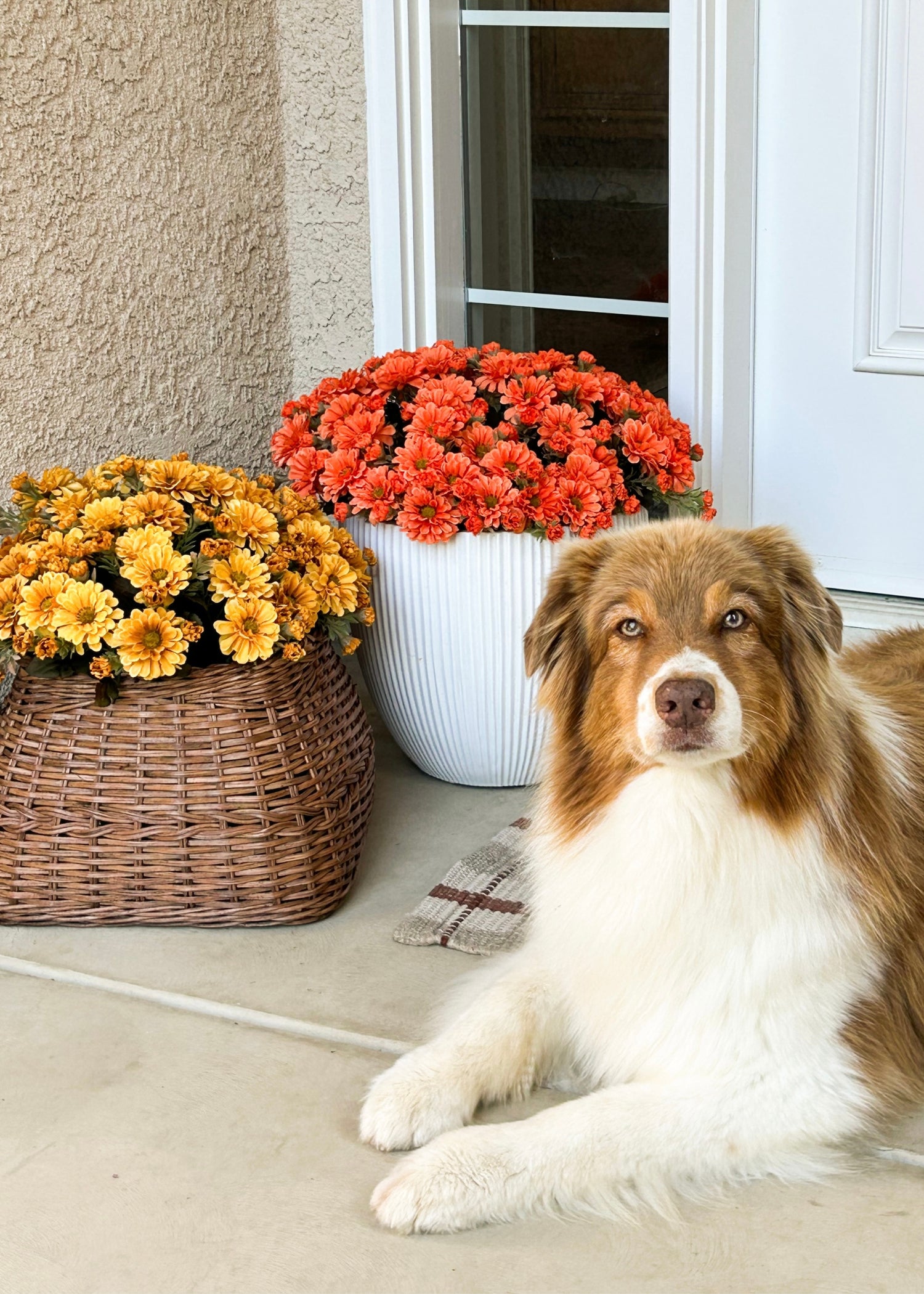 Artificial Mums Arranged on Porch with Dog