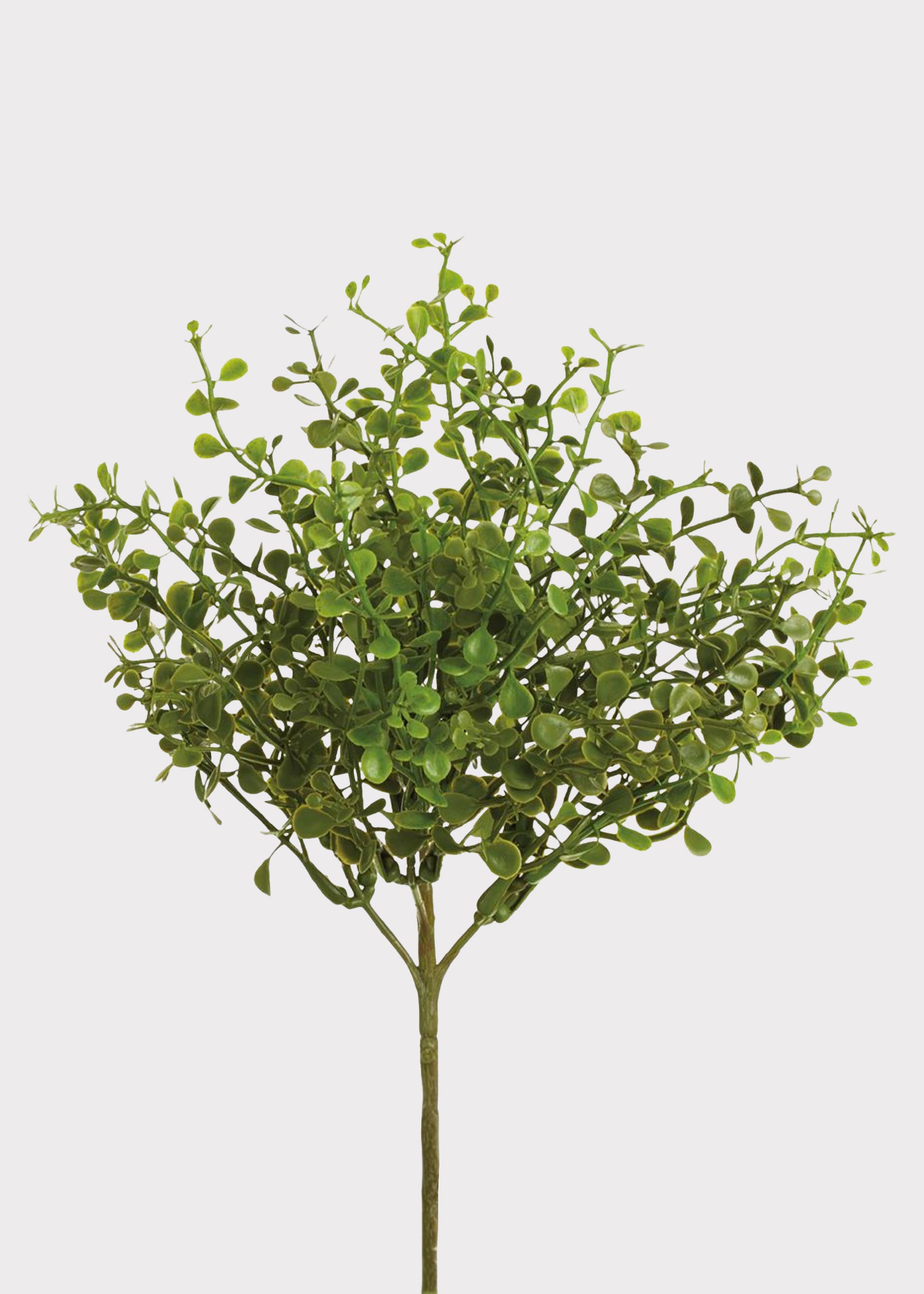  Fake Button Fern 