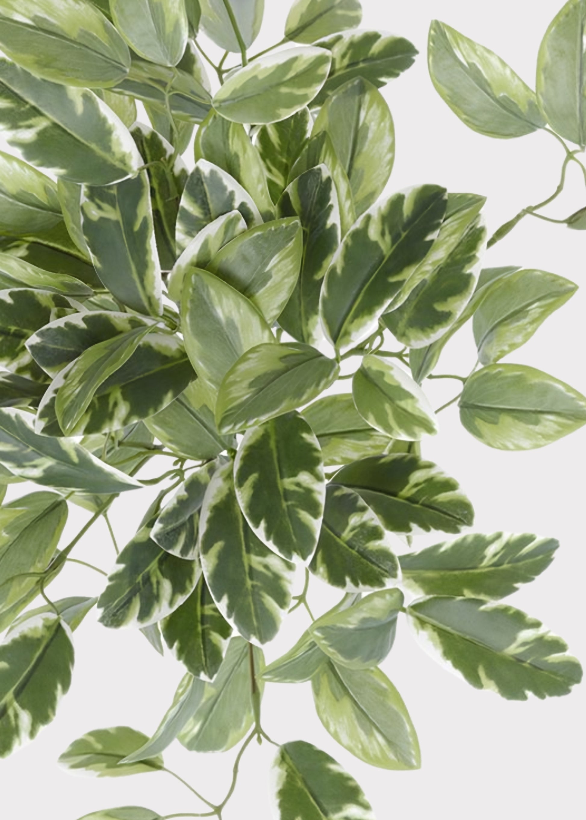 Close-up of Fake Euphorbia Hanging Leaf Bush