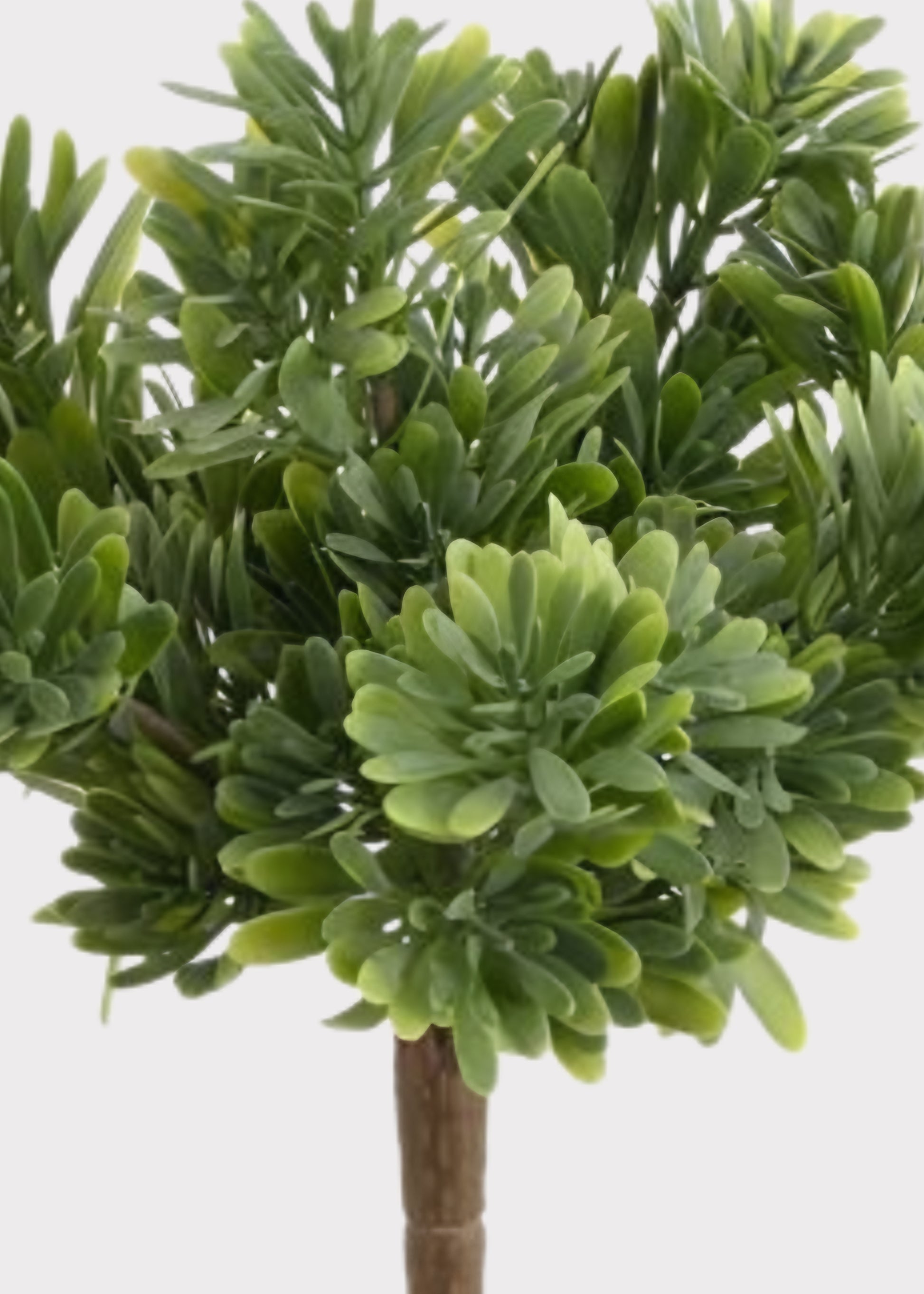 Close-up of an Artificial Succulent Grass Bush 