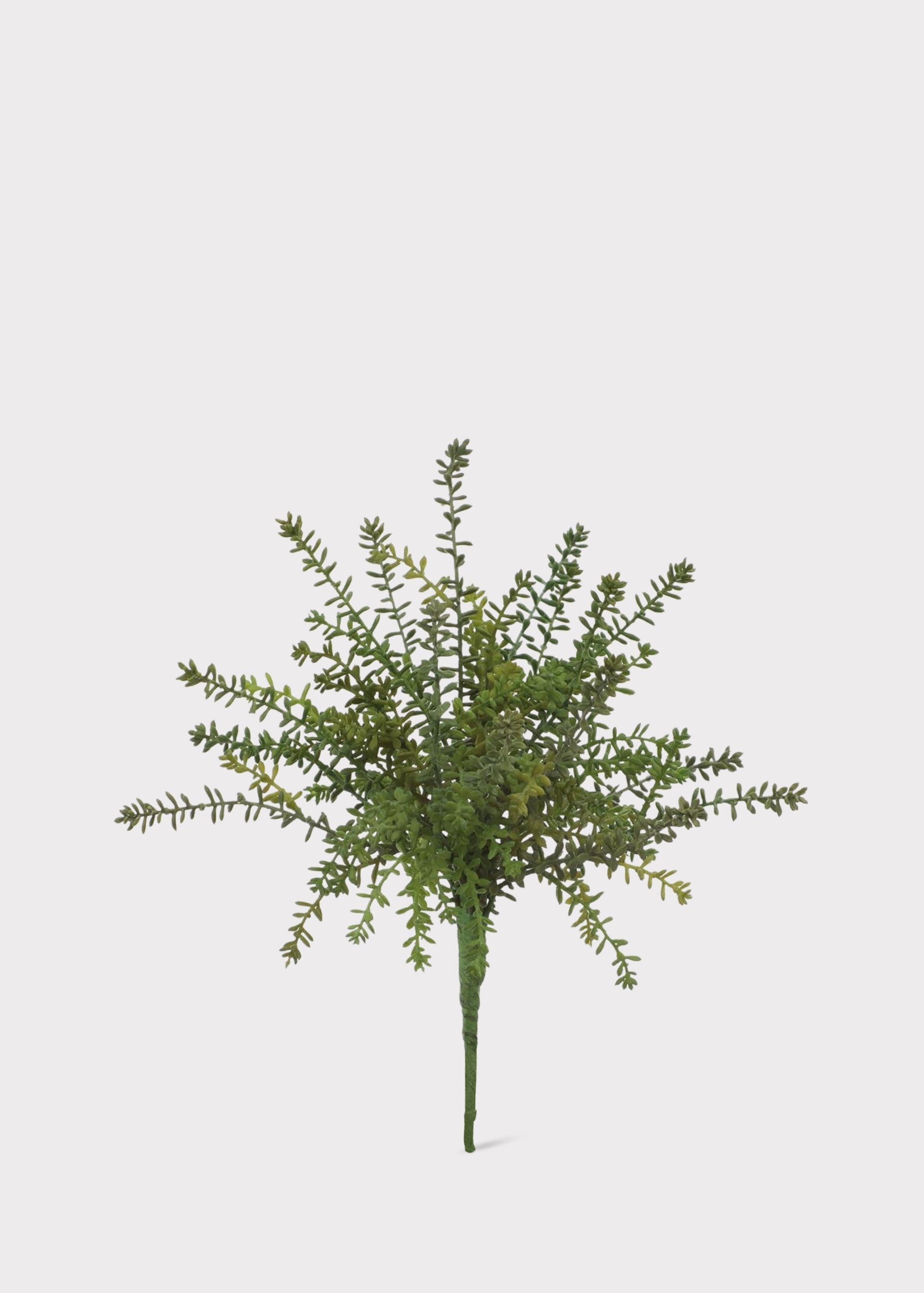 A single artificial green Sedum