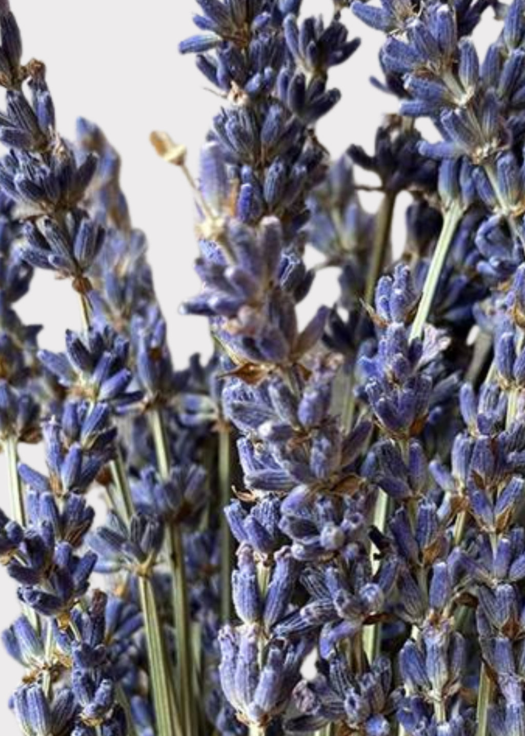 Close-up of Natural Fragrant Lavender Dried Flowers