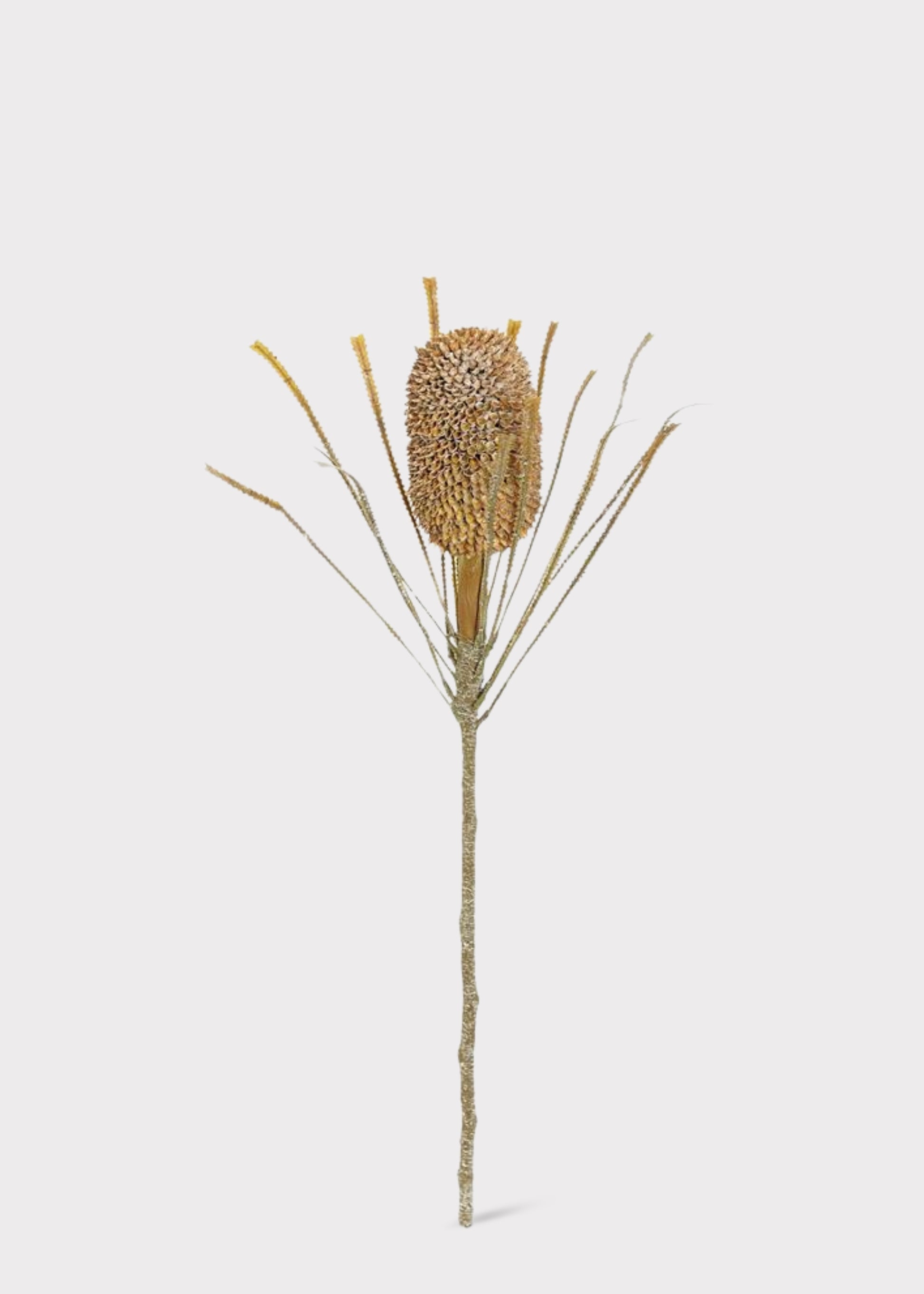 Dried-Look King Protea 