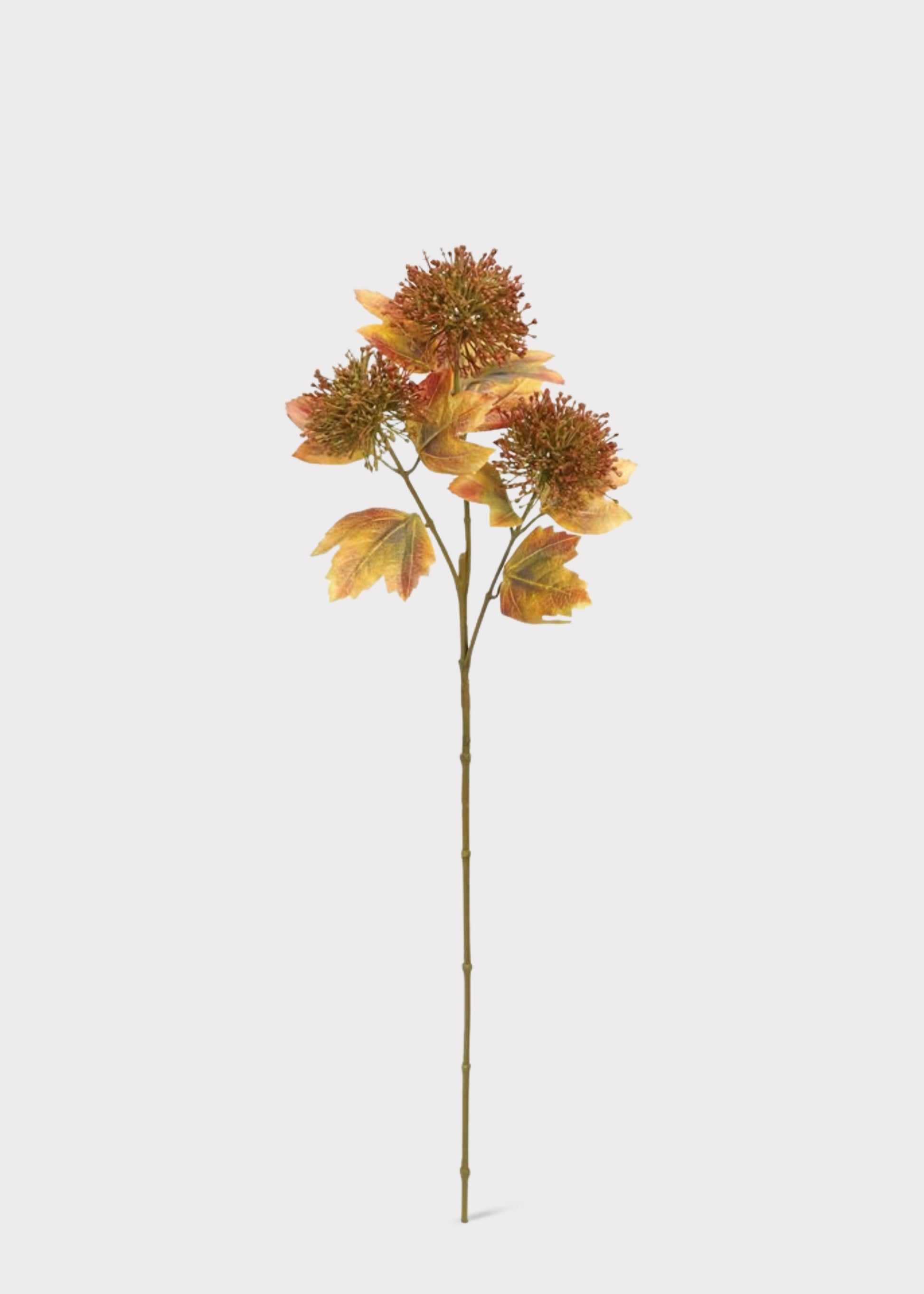Fake Brown Thistle 