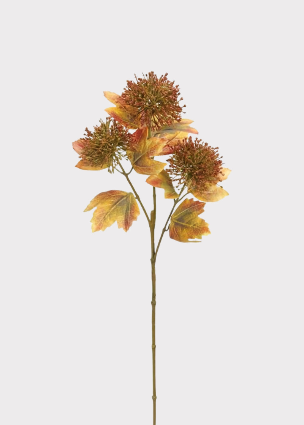  Brick Brown Fake Thistle 