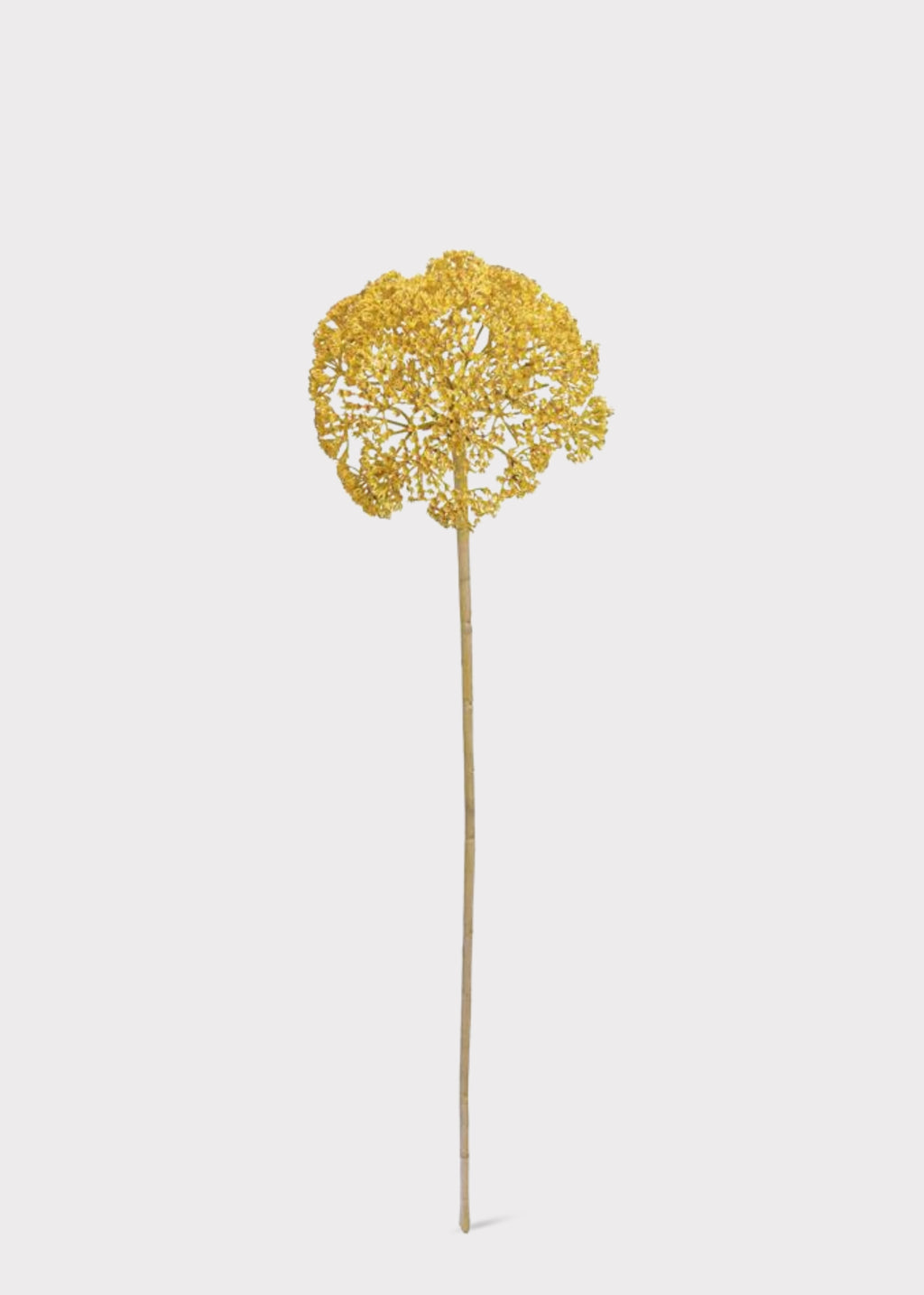Mustard Yellow Yarrow 