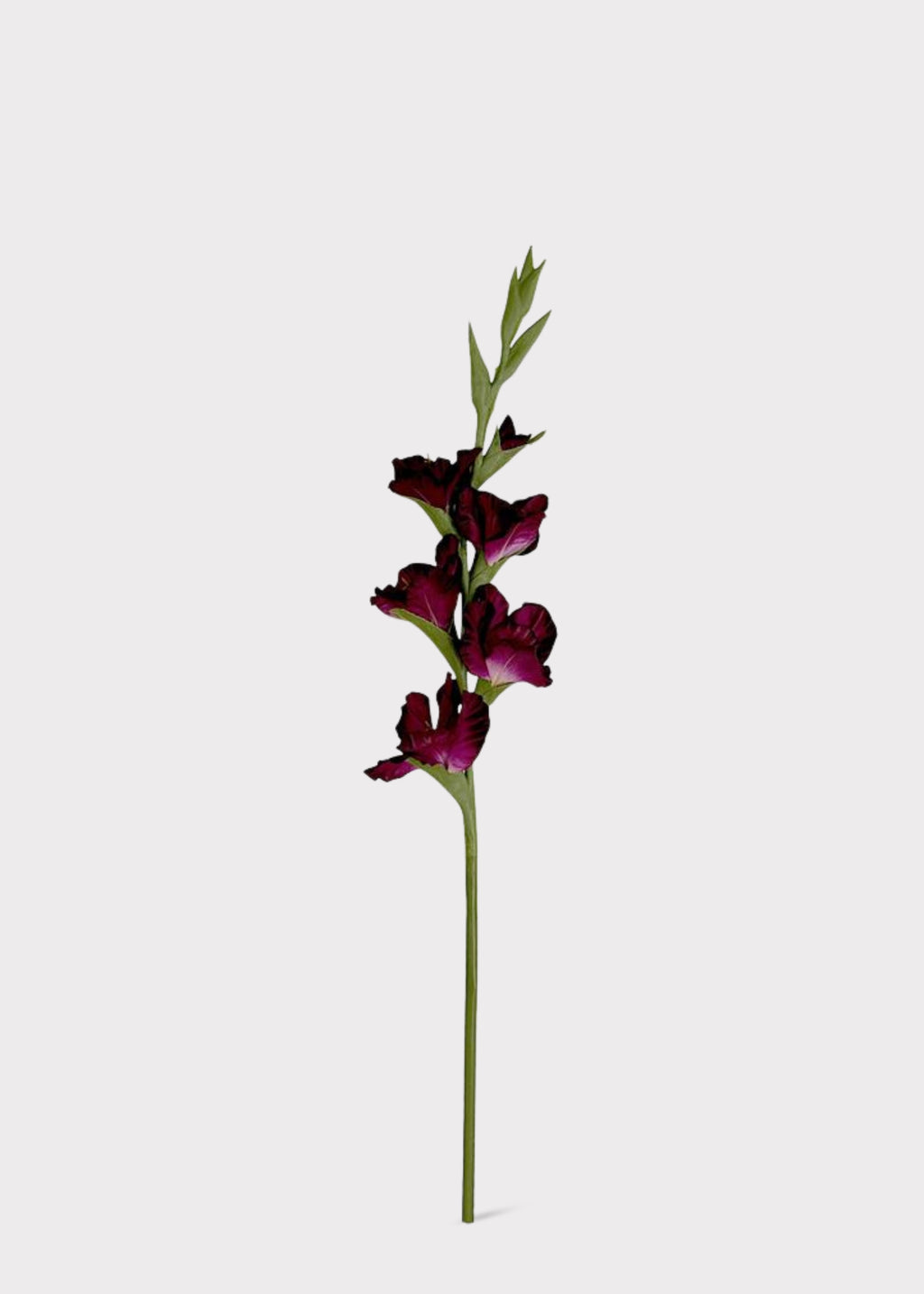 Plum Purple Fake Gladiolus