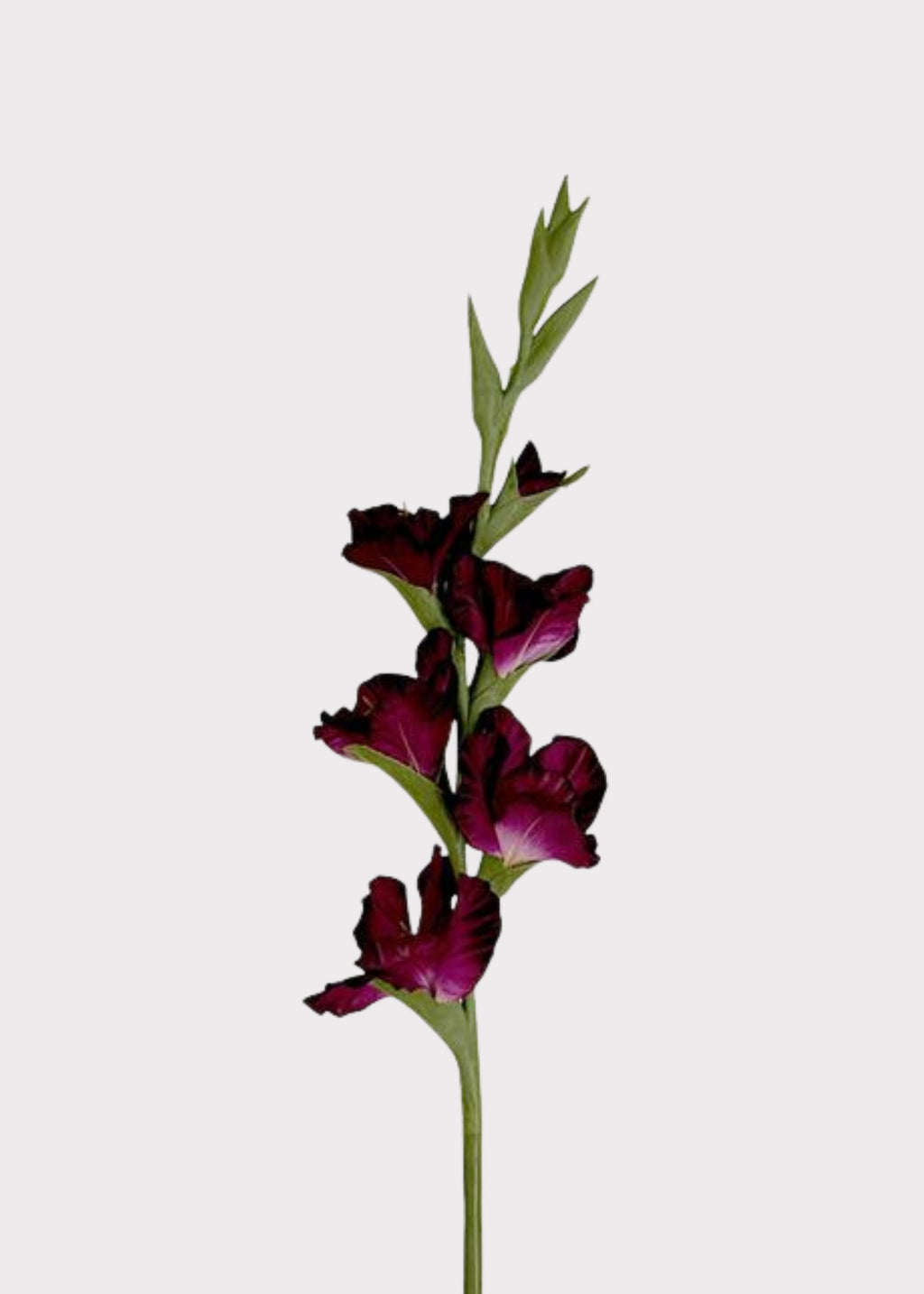 Tall Plum Purple Fake Gladiolus Flower Stem