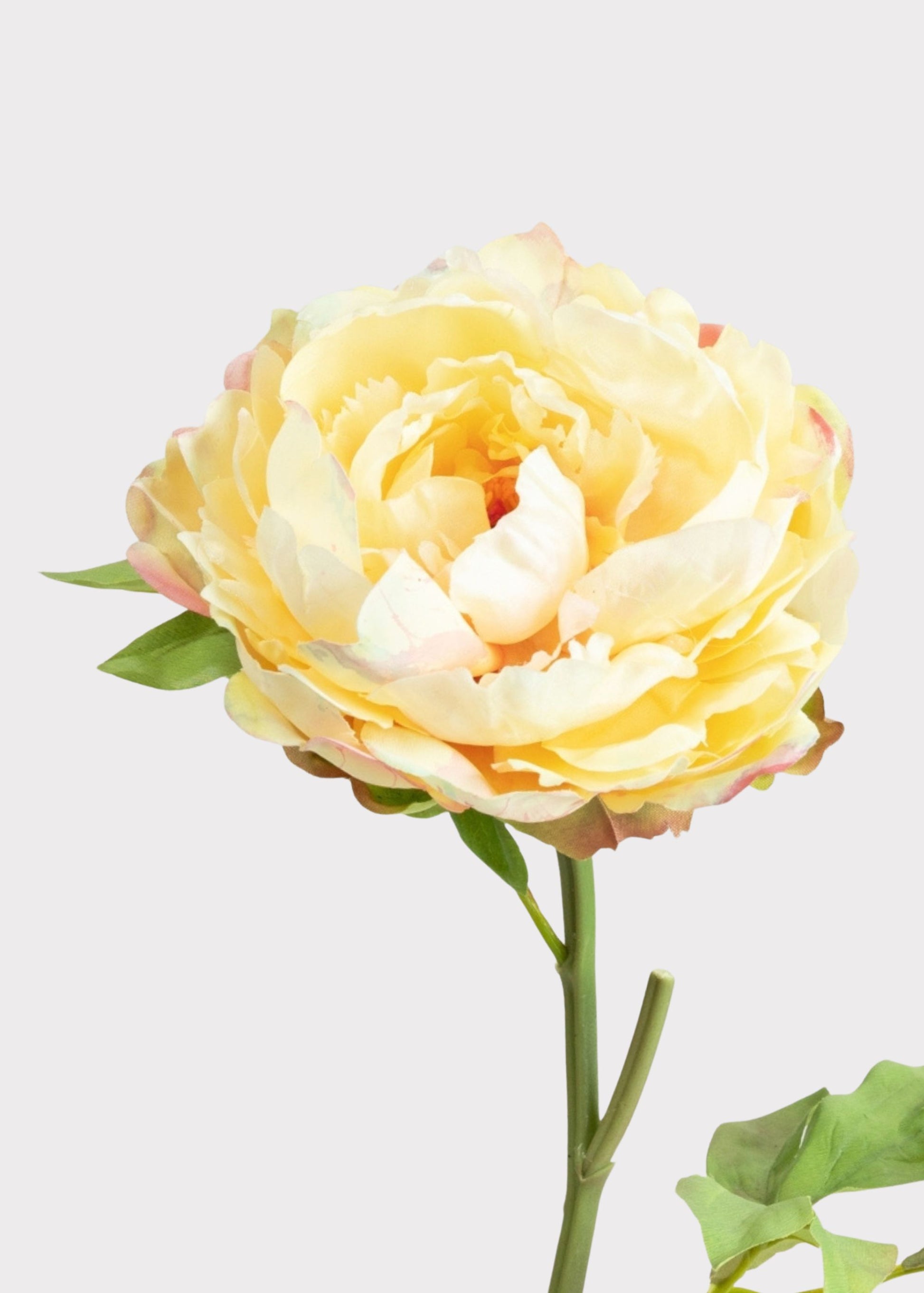 Yellow Real Touch Peony
