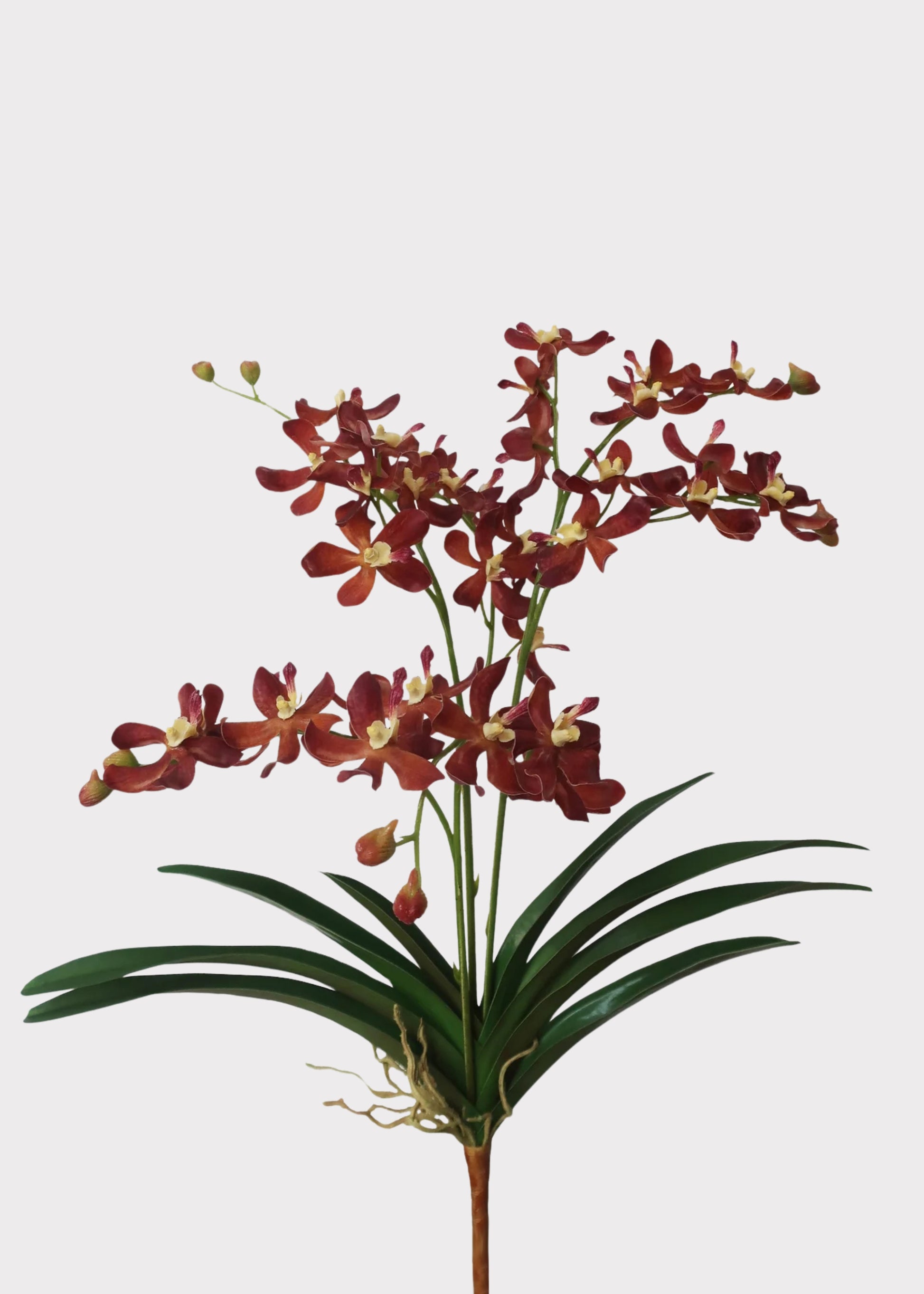 Mocha Brown Faux Blooming Vanda Orchid Plant 
