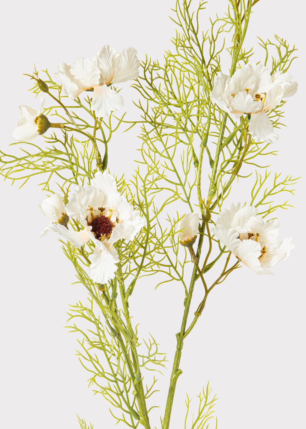 Close-up of Artificial Cosmos