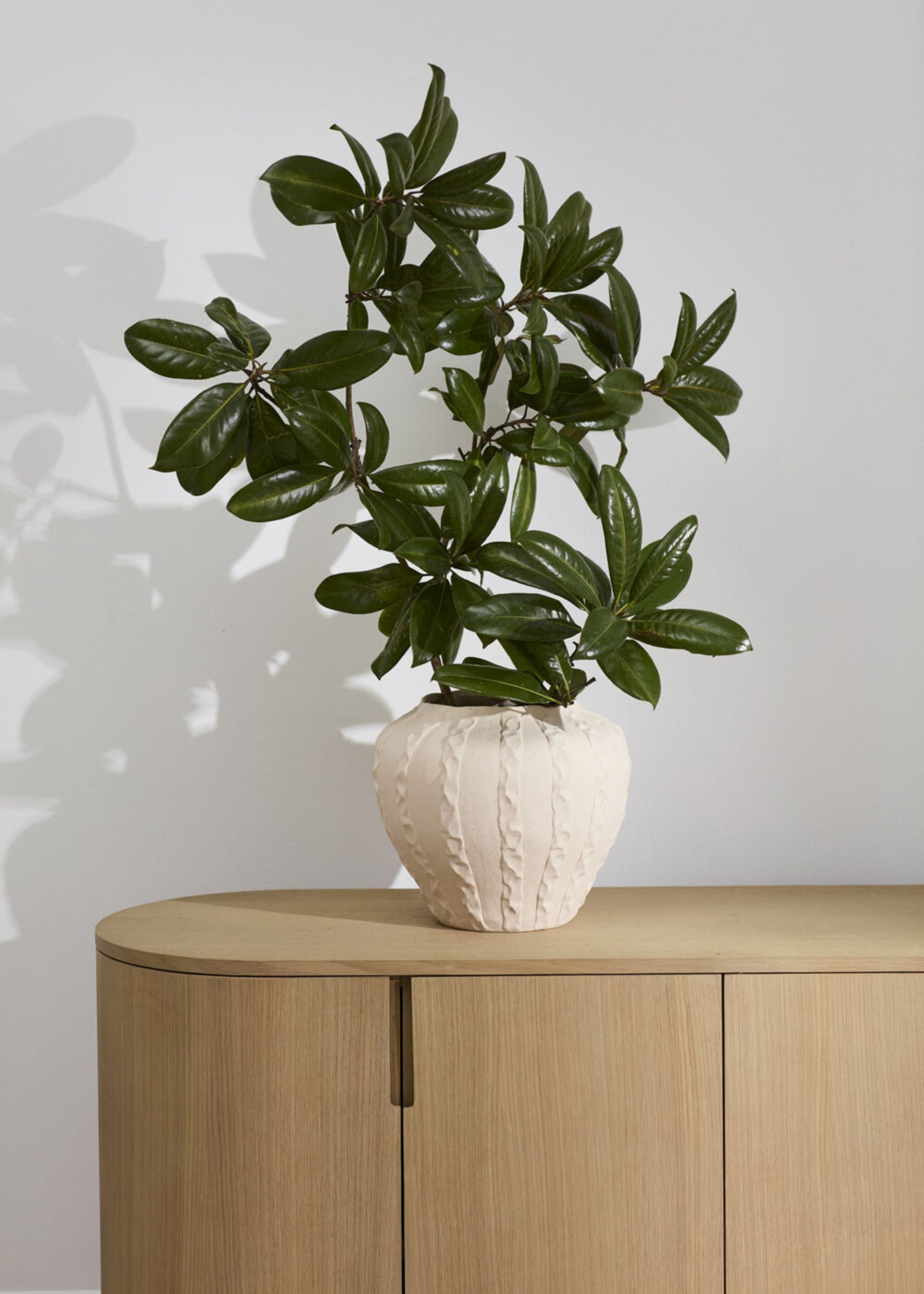 Textured Round Ceramic Vase with a Houseplant