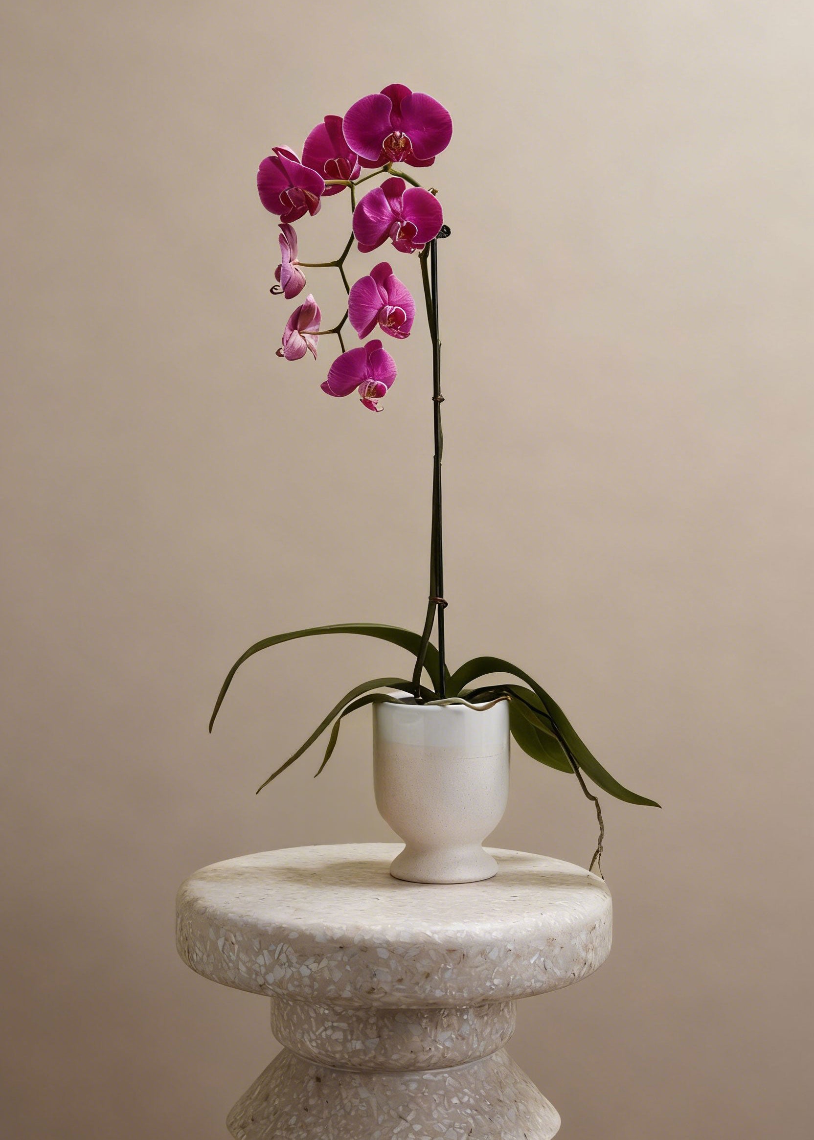 Footed Speckled Vase with Orchid