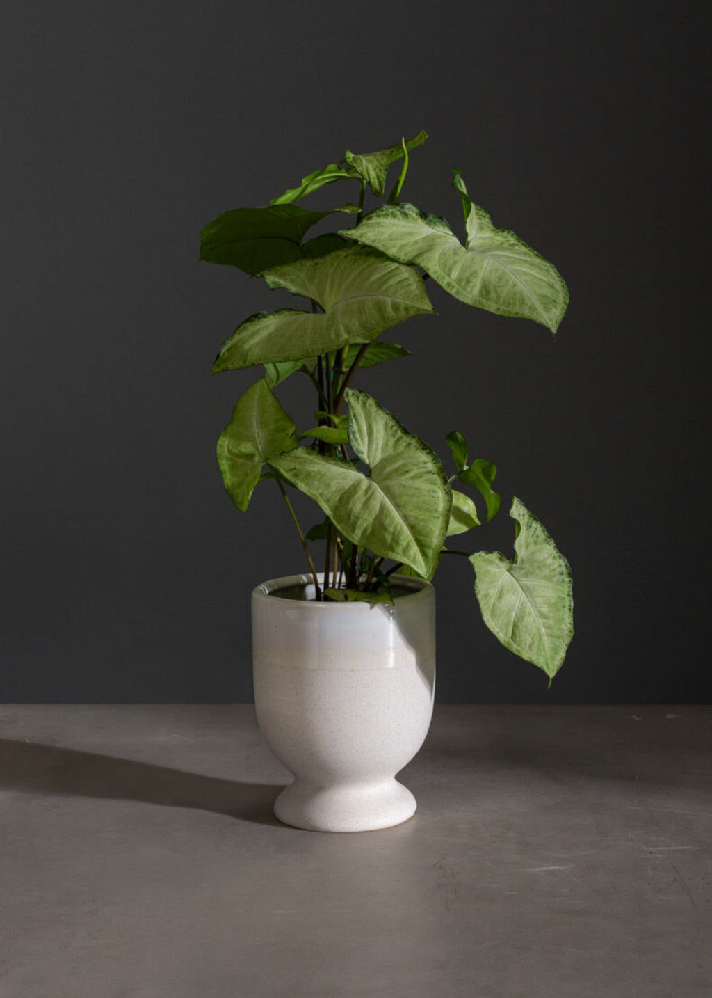  Ceramic Footed Vase with House Plant