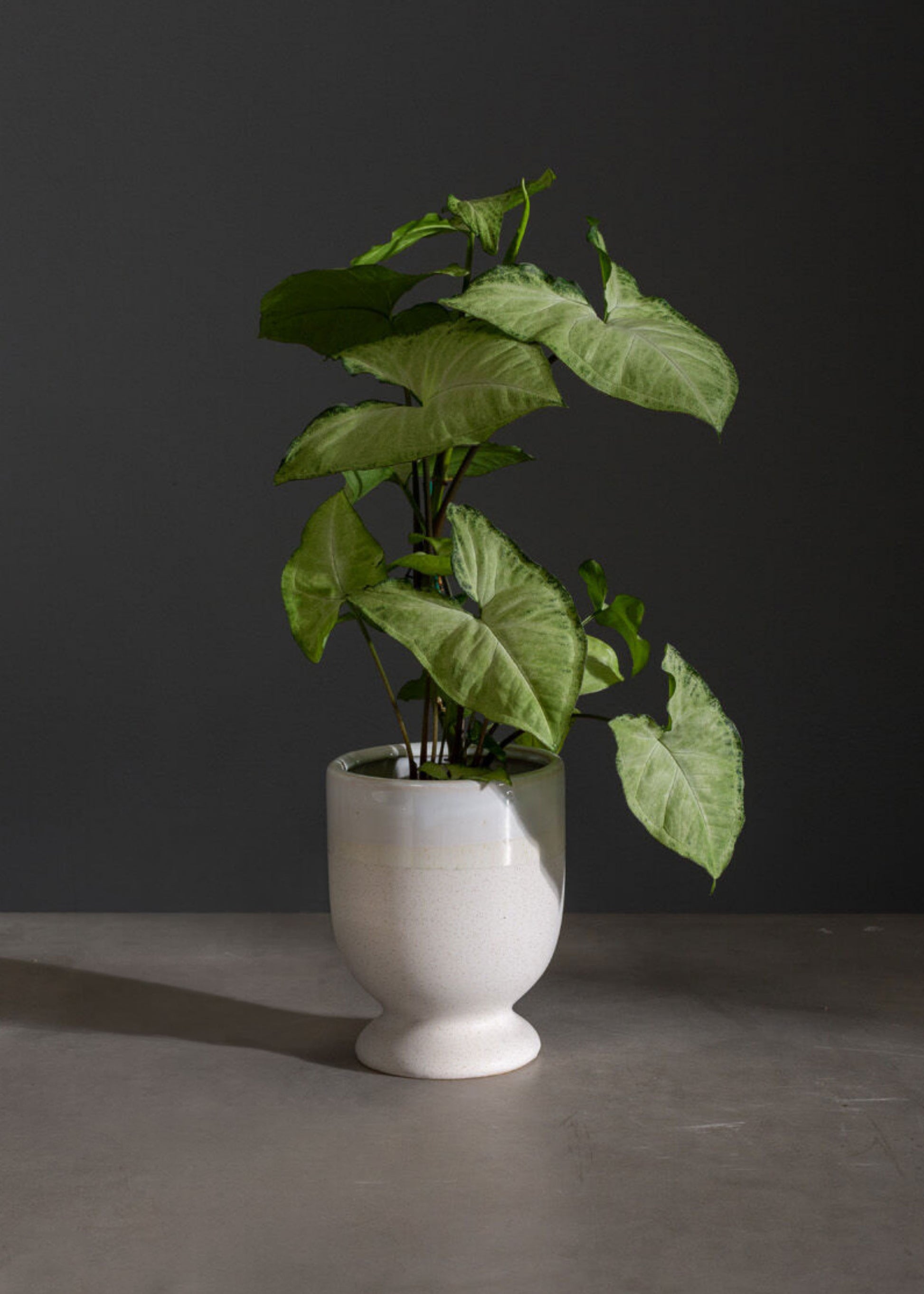  Ceramic Footed Vase with House Plant