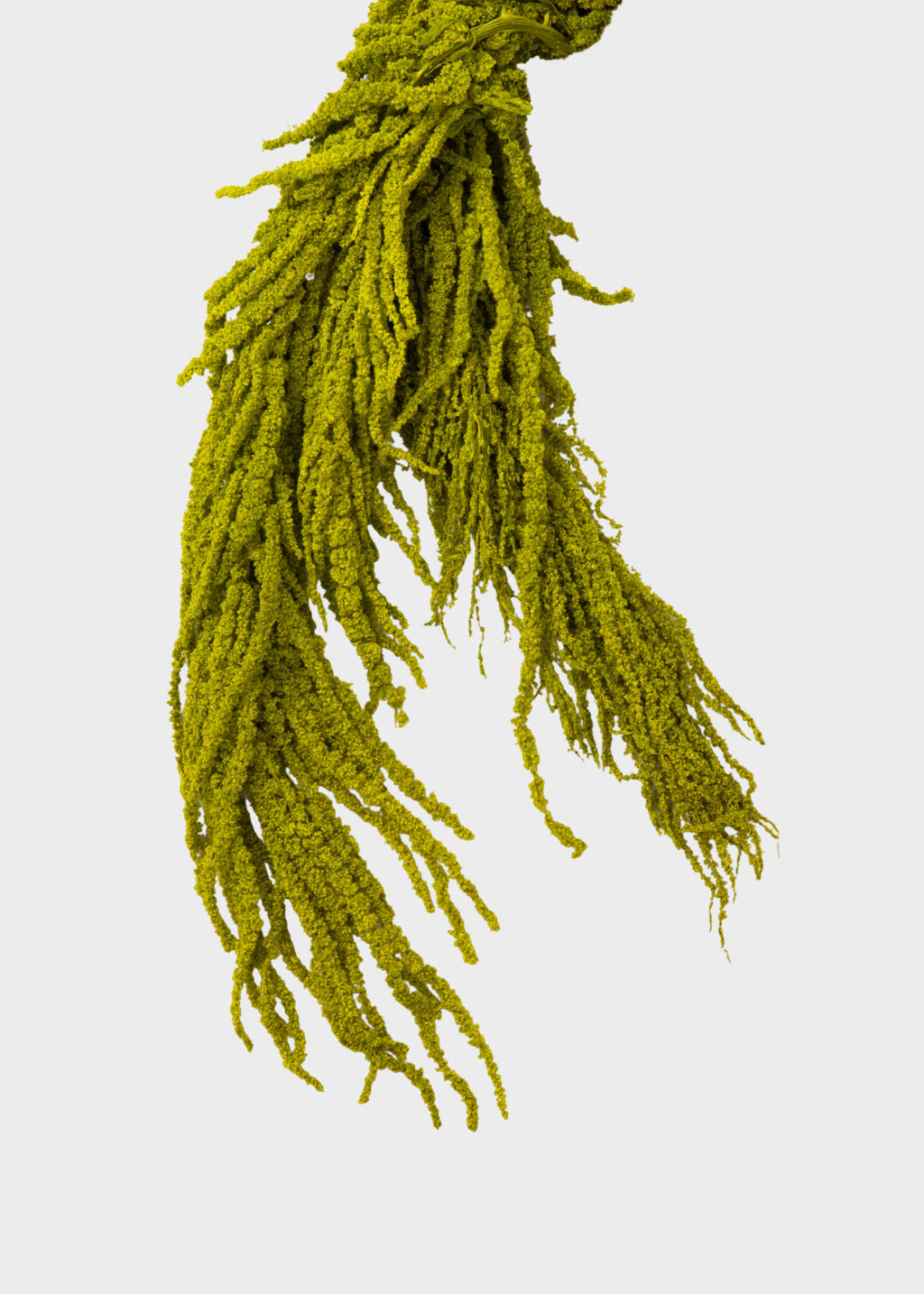 Close-up of preserved green Amaranthus