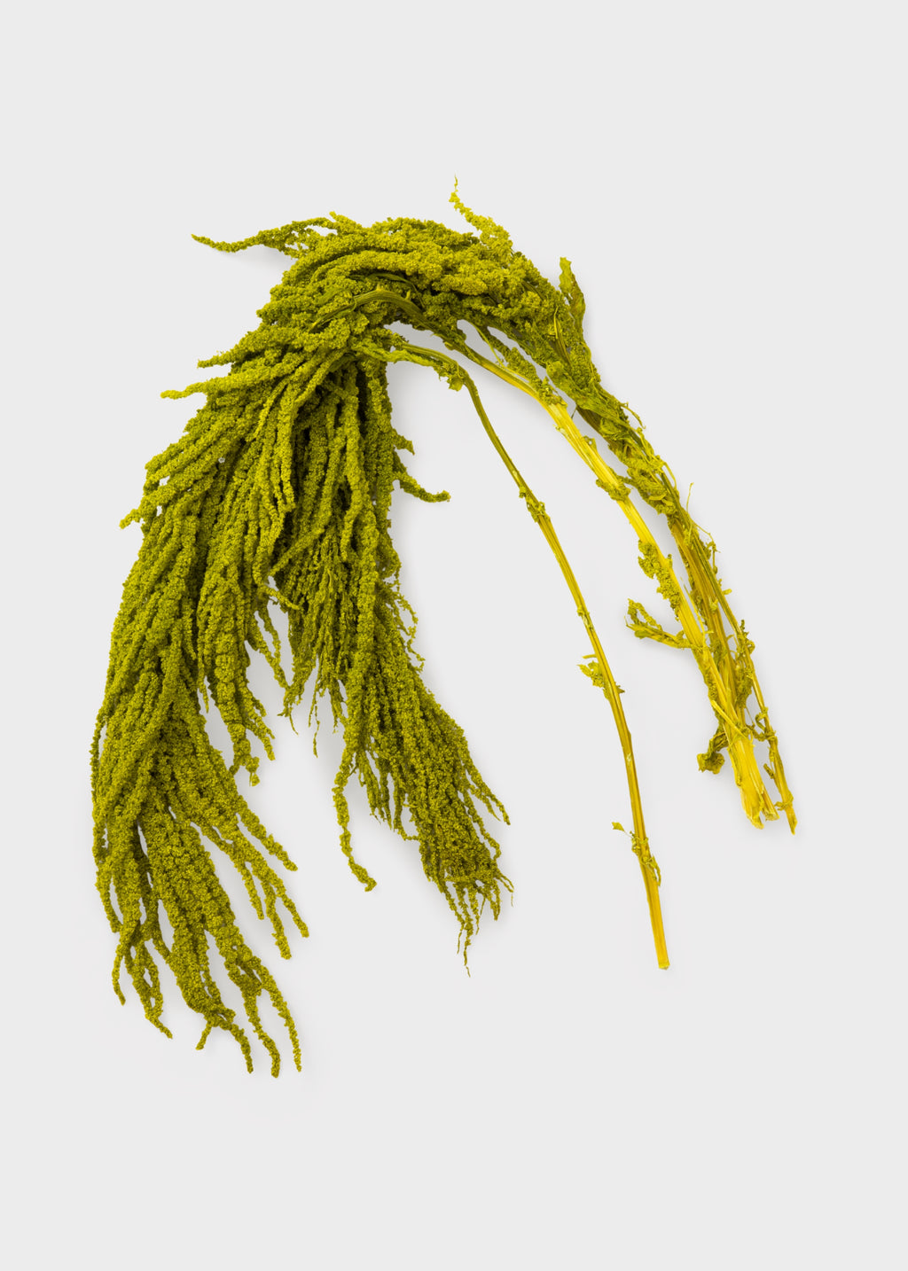 preserved green amaranthus