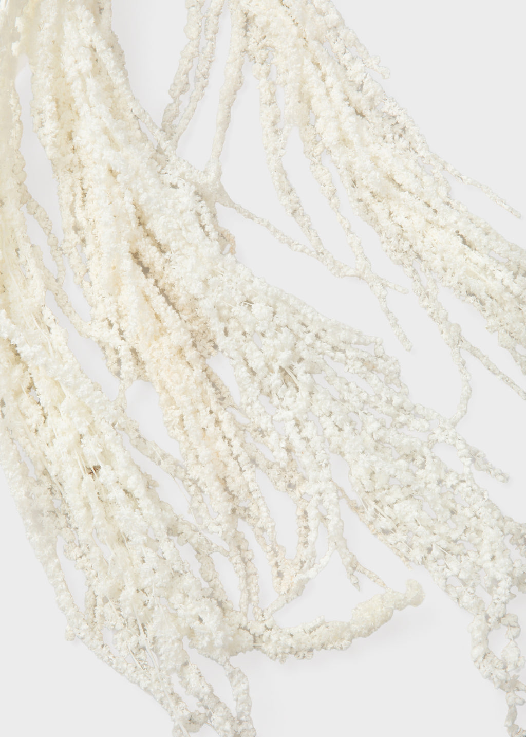 Close-up of Preserved Hanging Amaranthus Flowers in White