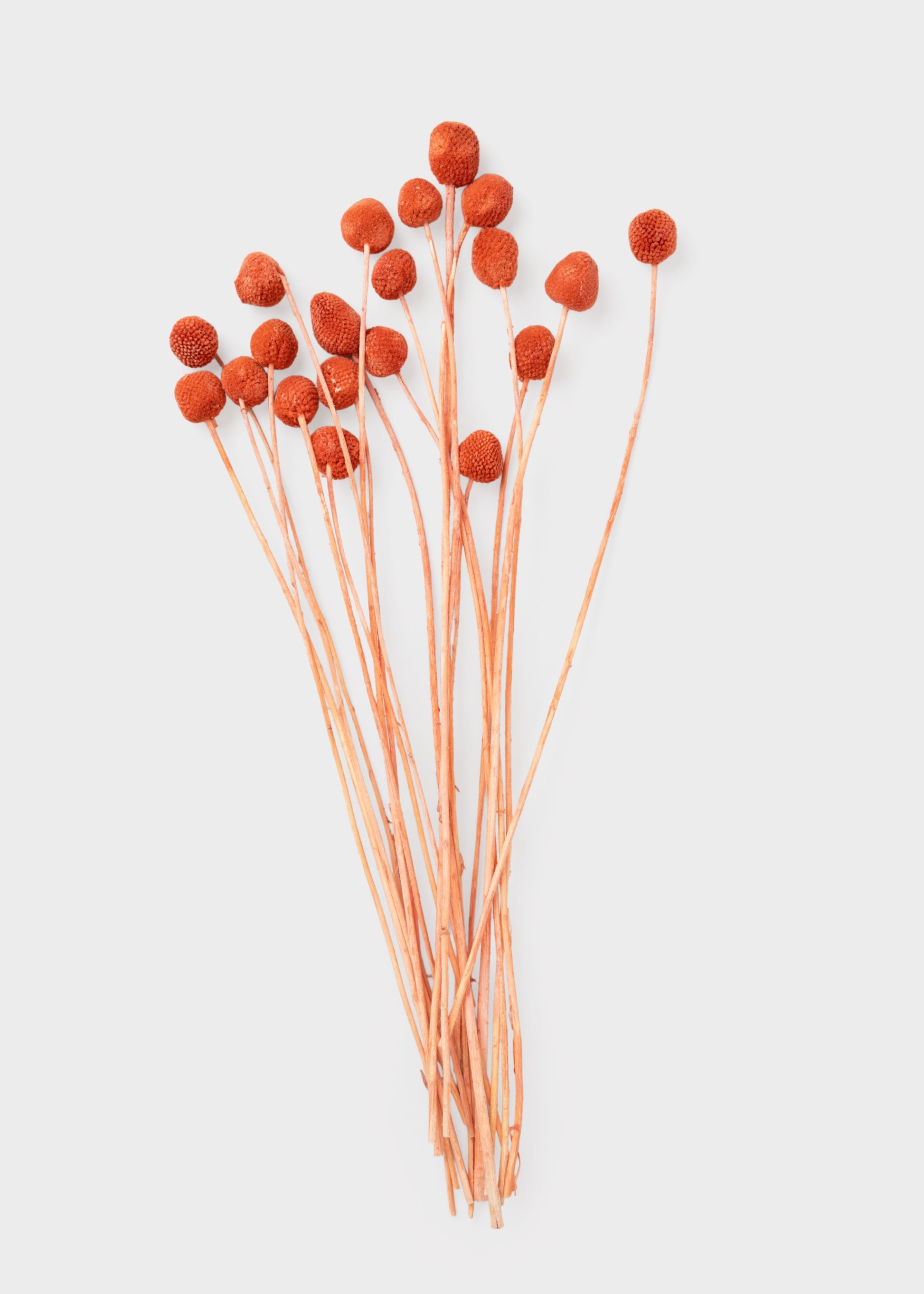 Dried Terracotta Orange Billy Button Bundle