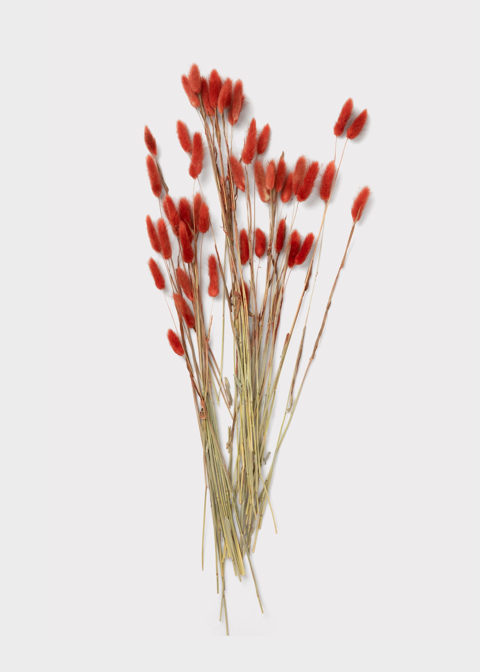 Terracotta Dried Bunny Tail Bundle