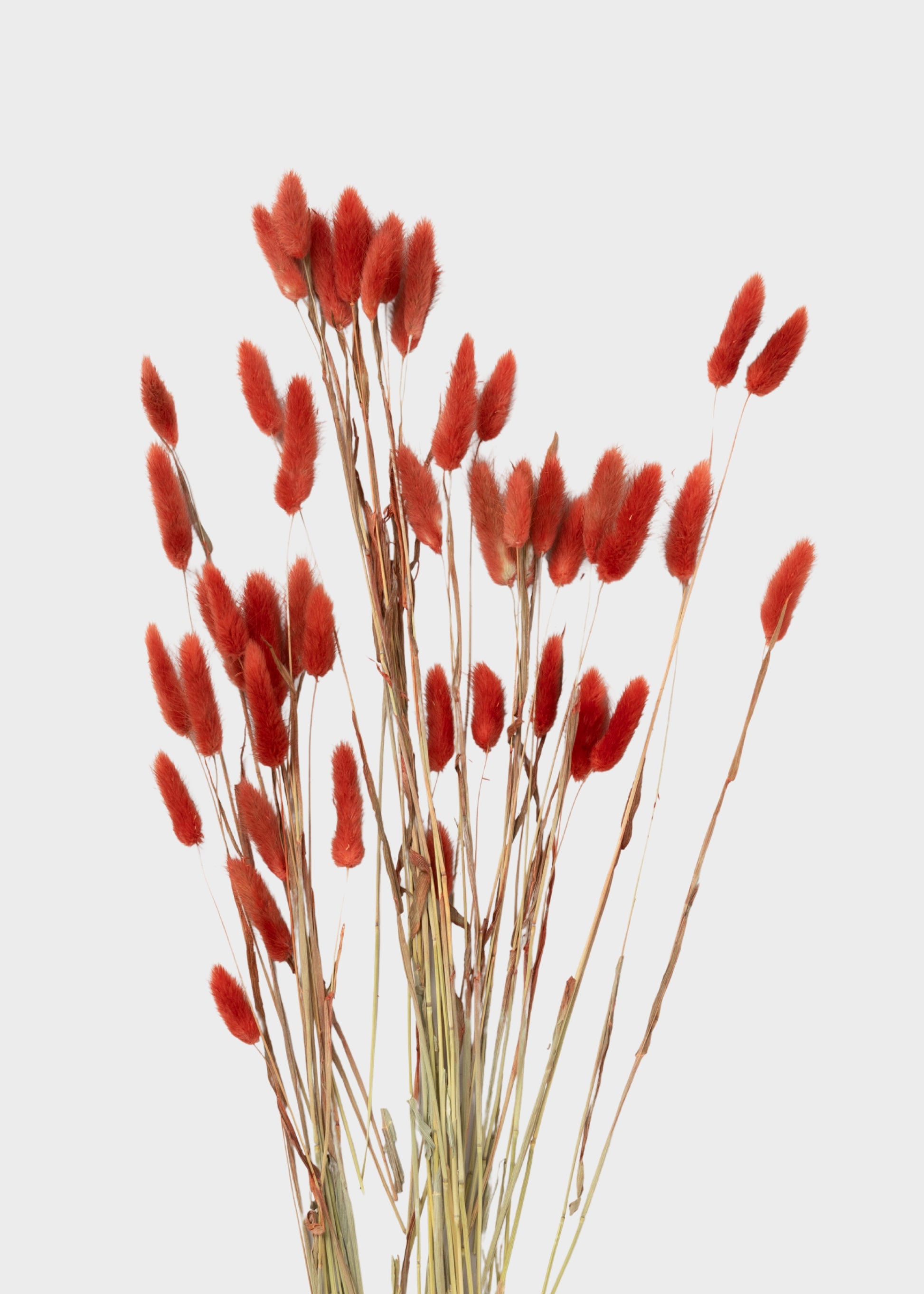 Earthy Terracotta Dried Bunny Tail Grass Bundle