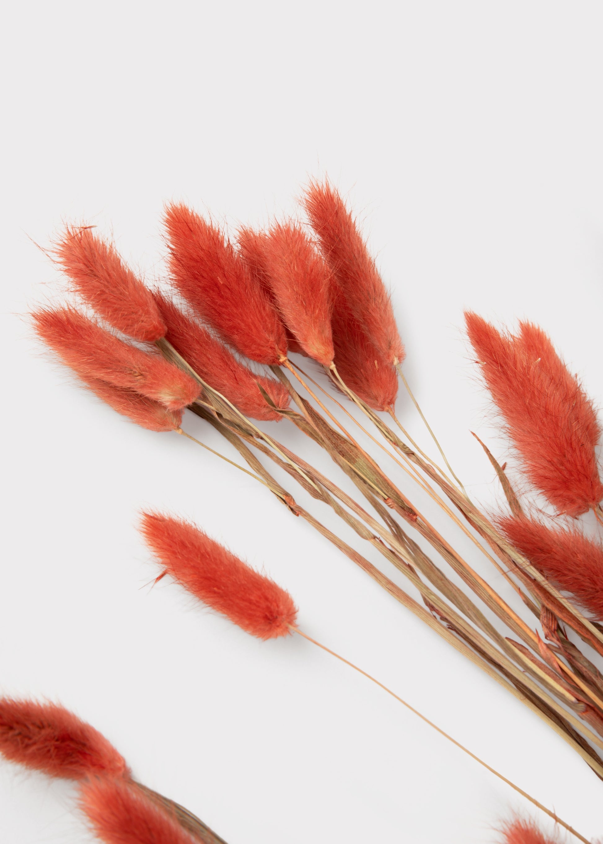 Close-up of Terracotta Dried Bunny Tails