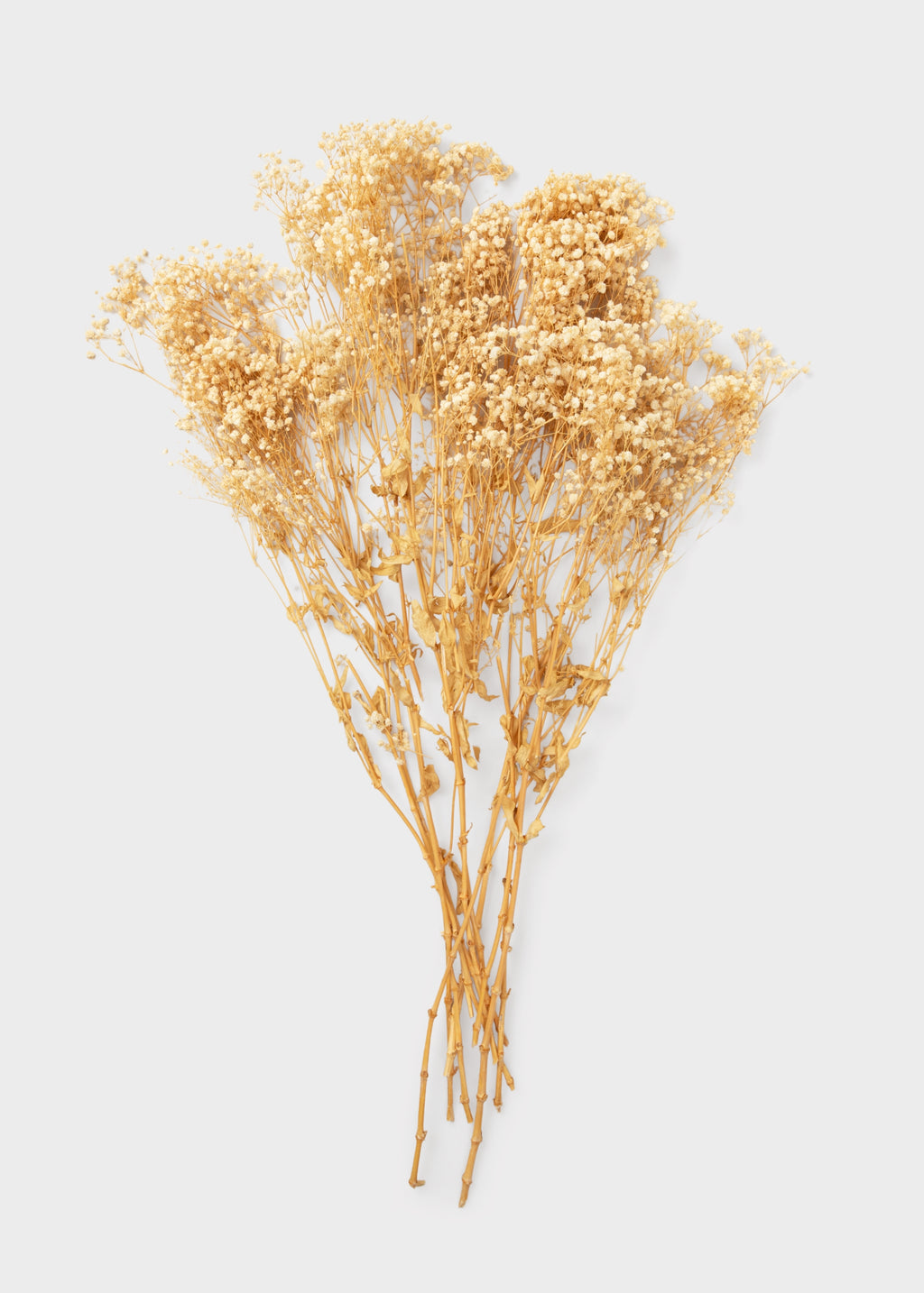 Preserved Gypsophila Flowers