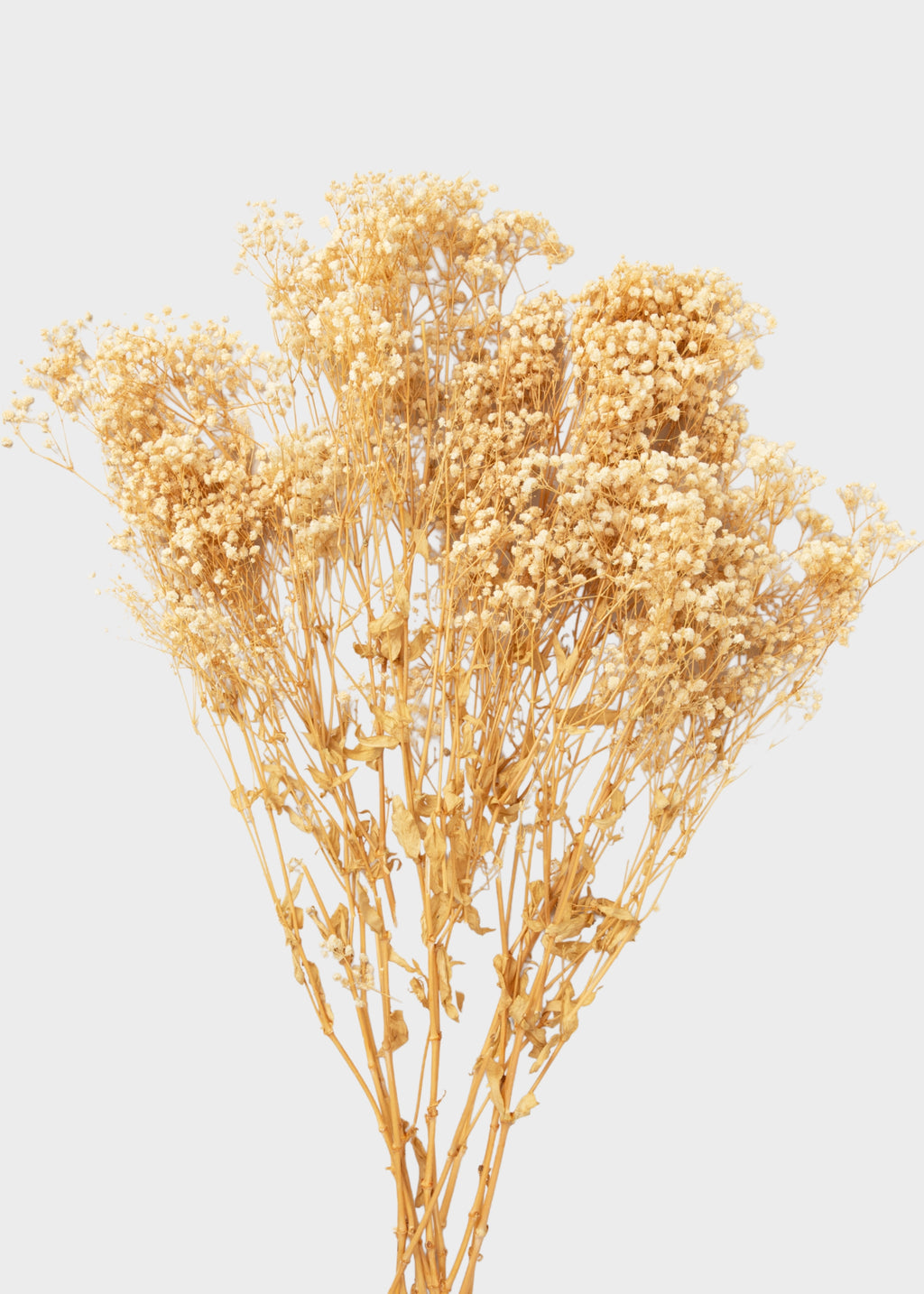 Natural Beige Preserved Gypsophila Flowers