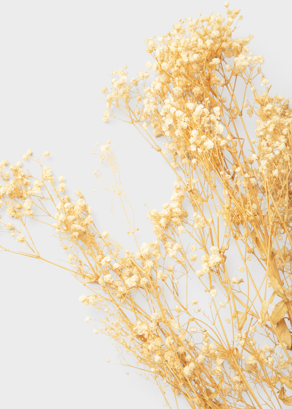 Close-up of Natural Beige Preserved Gypsophila Flowers