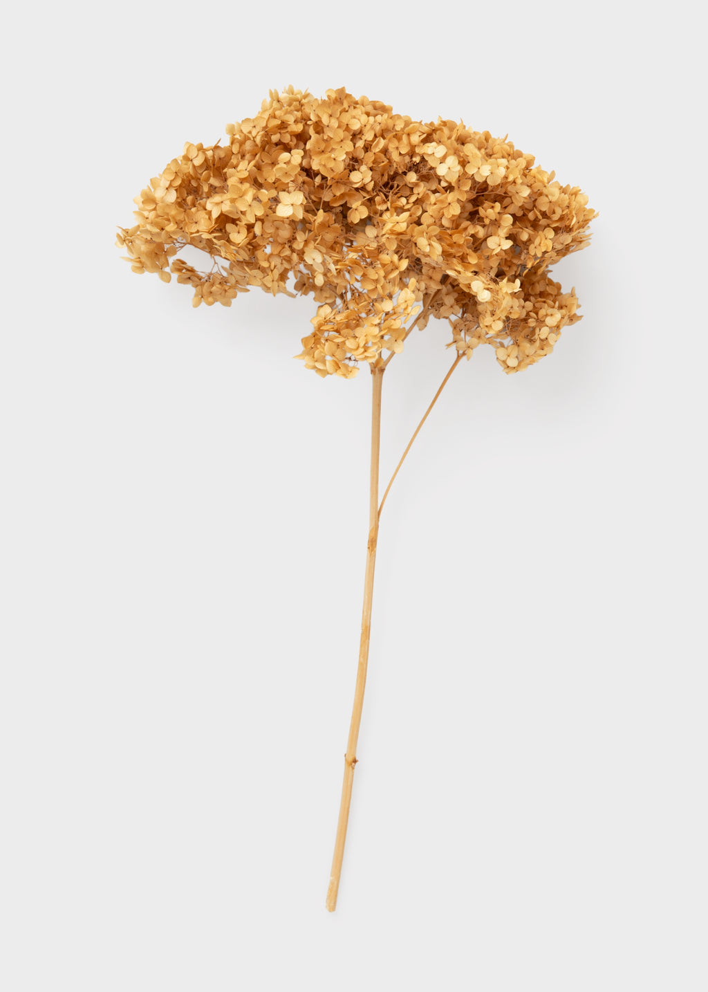 Preserved Hydrangea Flower Stem