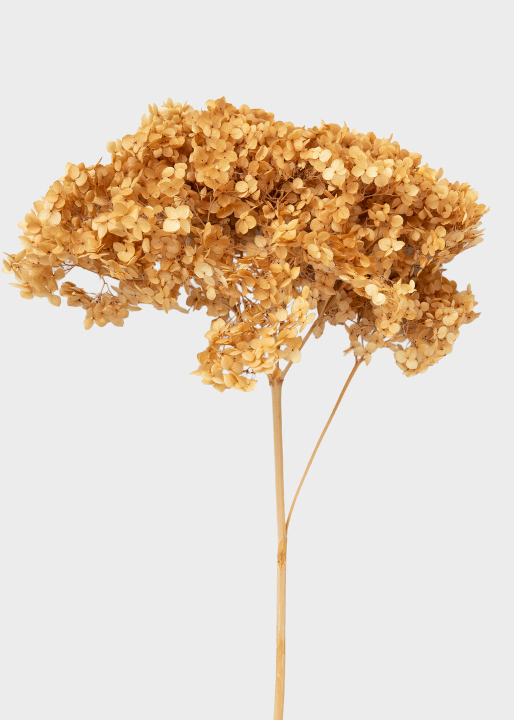 Ivory Preserved Hydrangea Flower Stem