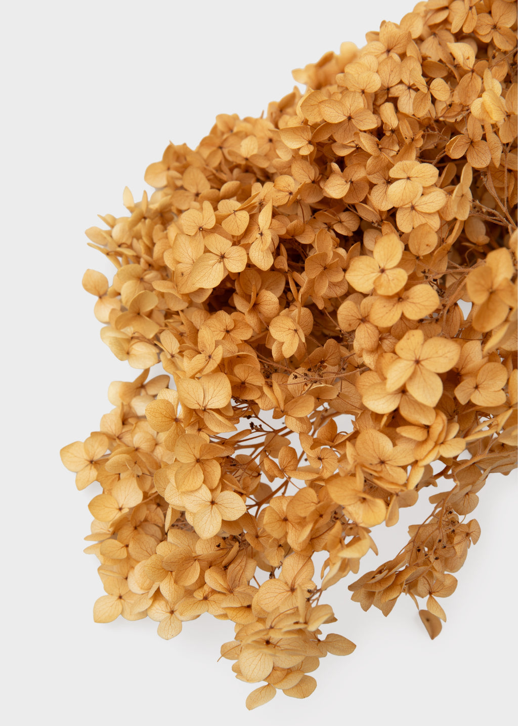 Close-up of an Ivory Preserved Hydrangea Flower Stem
