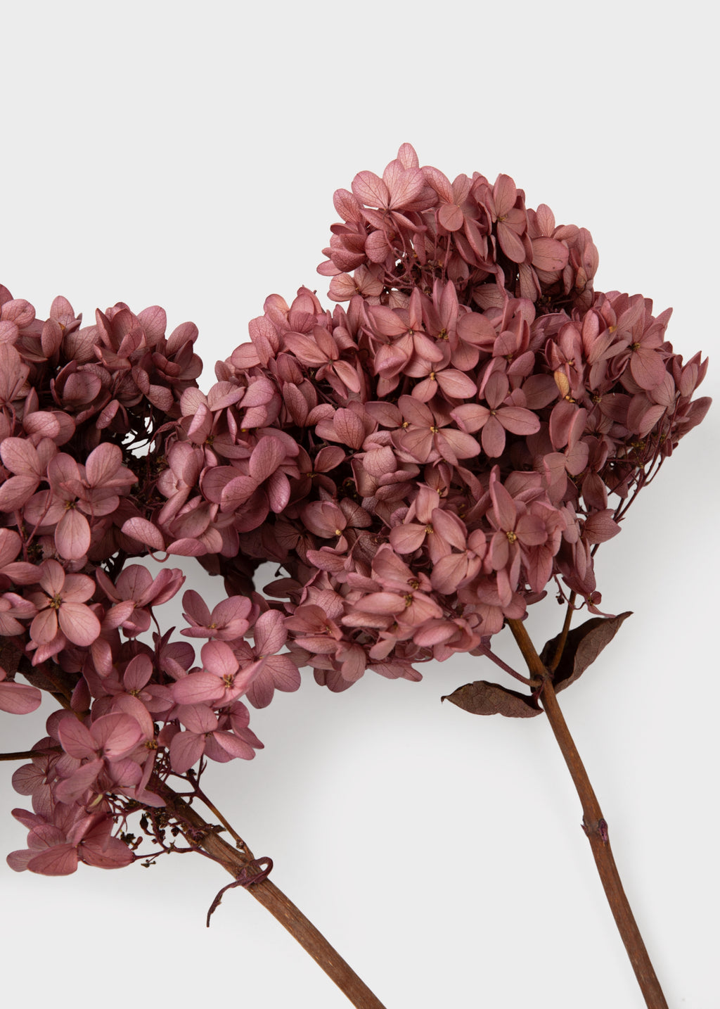 Close-up of Natural Pink Mauve Dried Hydrangeas