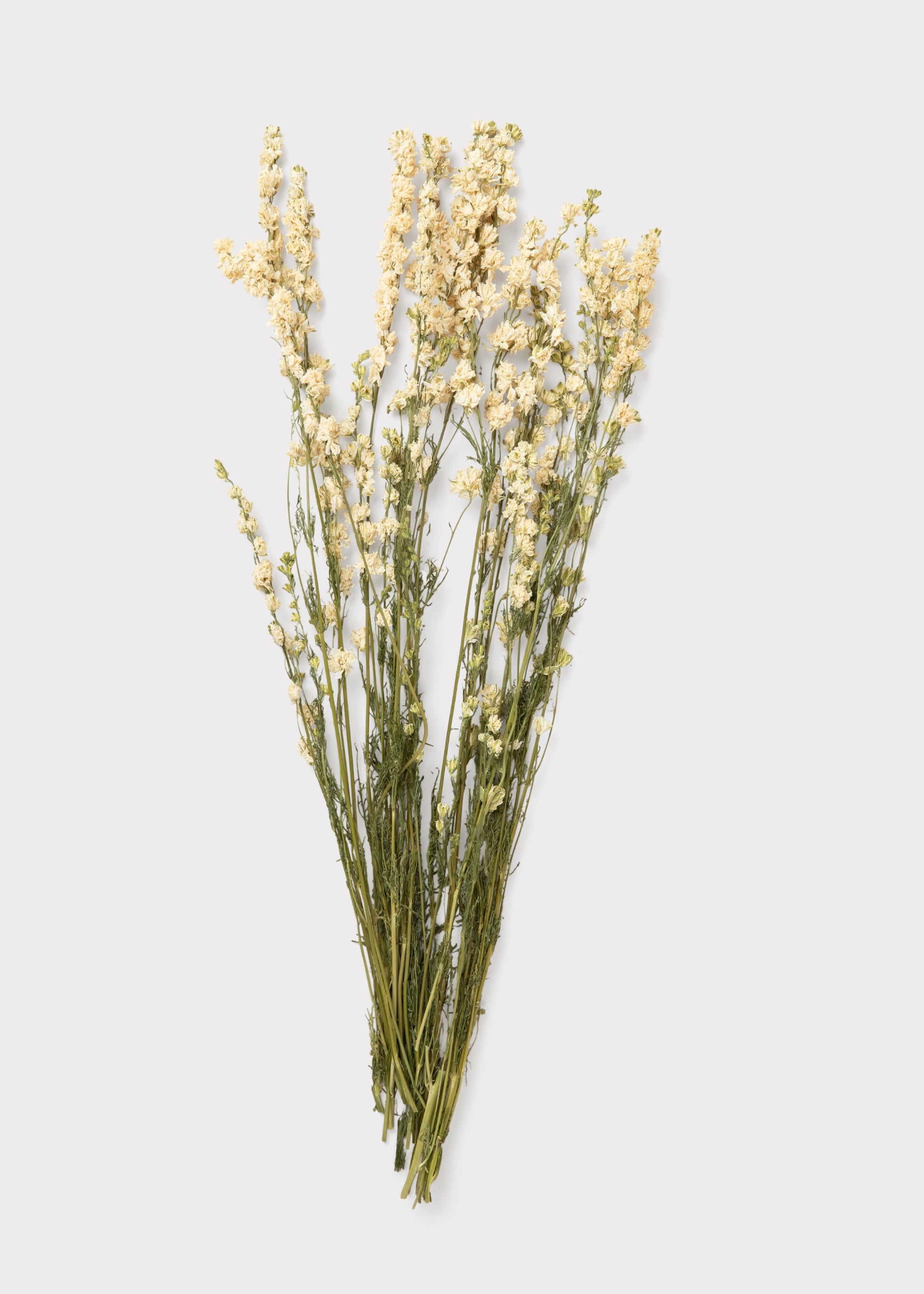 Dried White Larkspur Flower Bundle