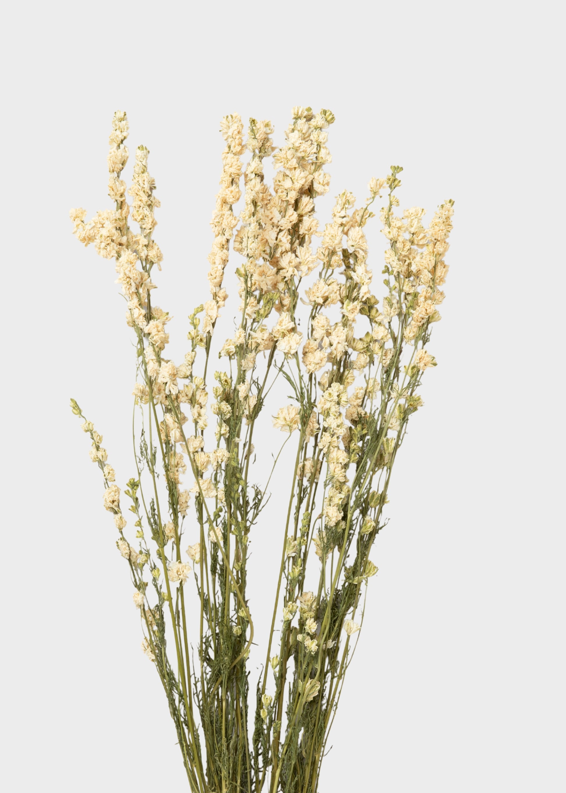White Larkspur Dried Flower Bundle
